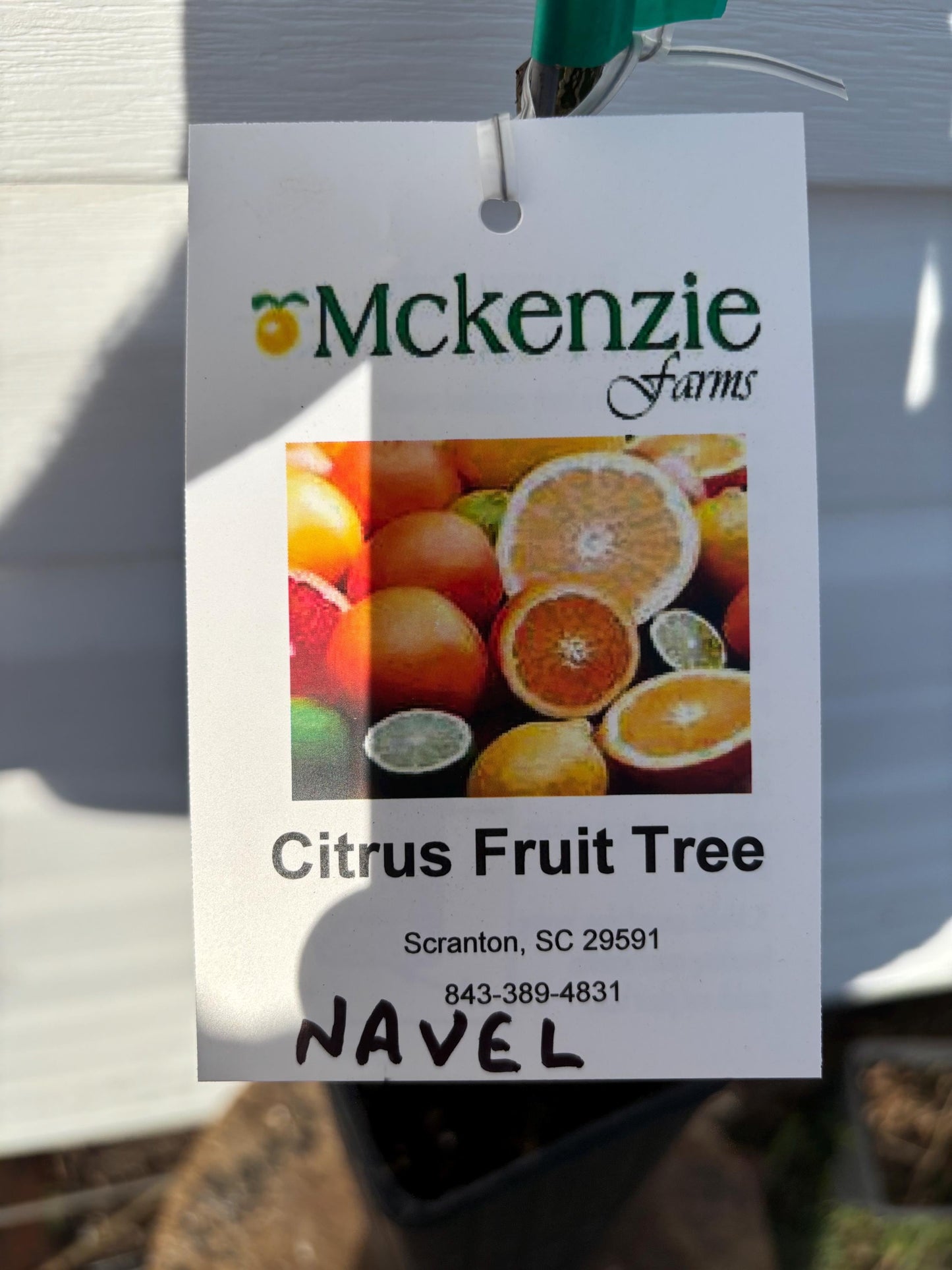 1 Gal Navel Orange Tree