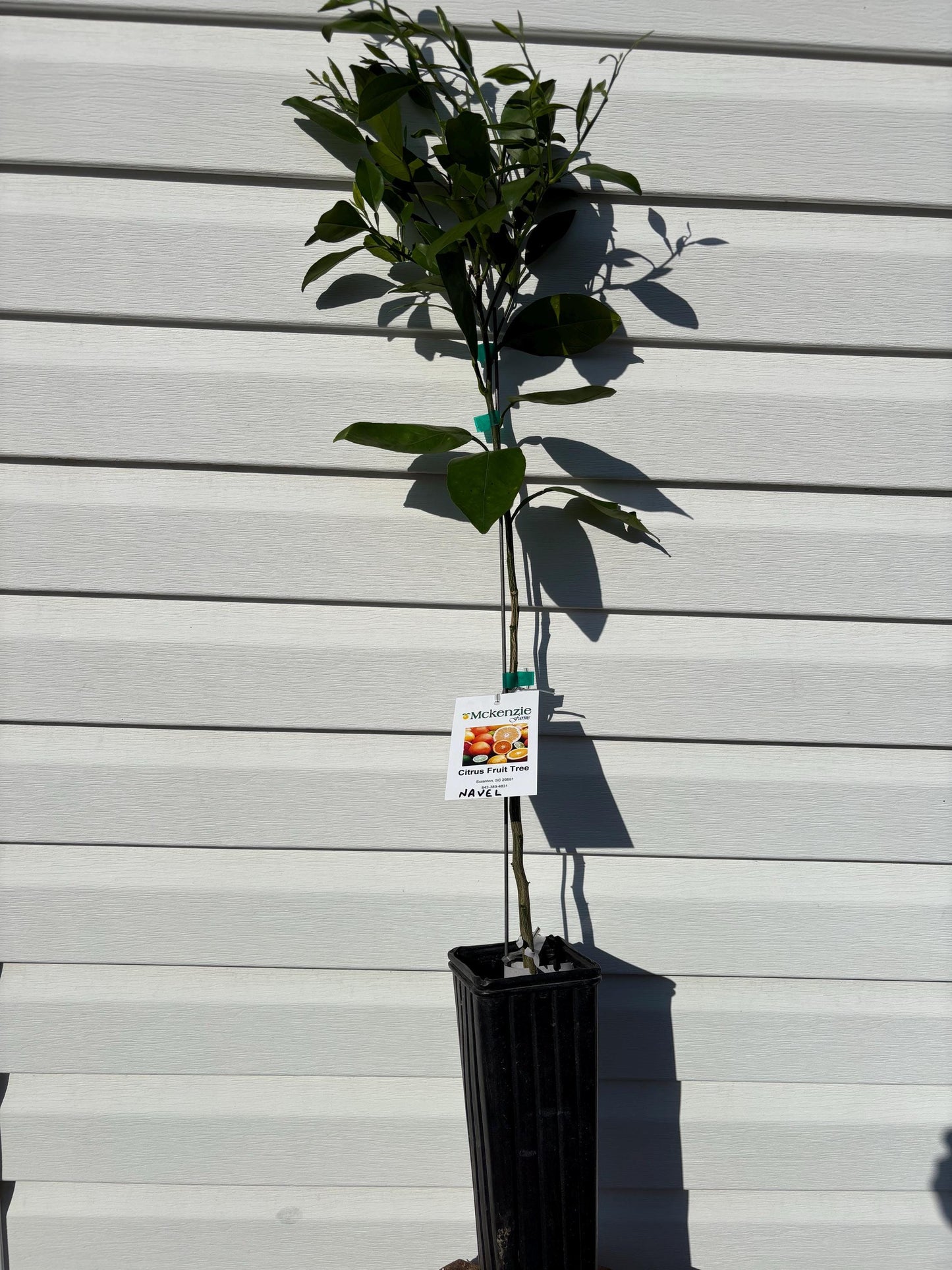 1 Gal Navel Orange Tree