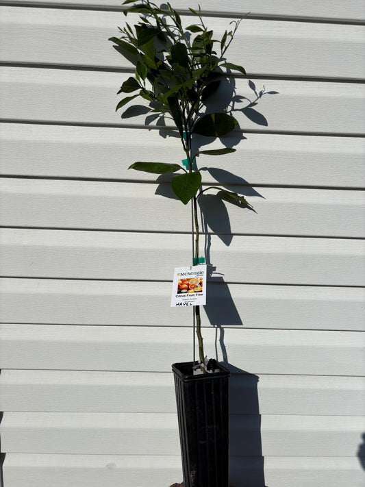1 Gal Navel Orange Tree