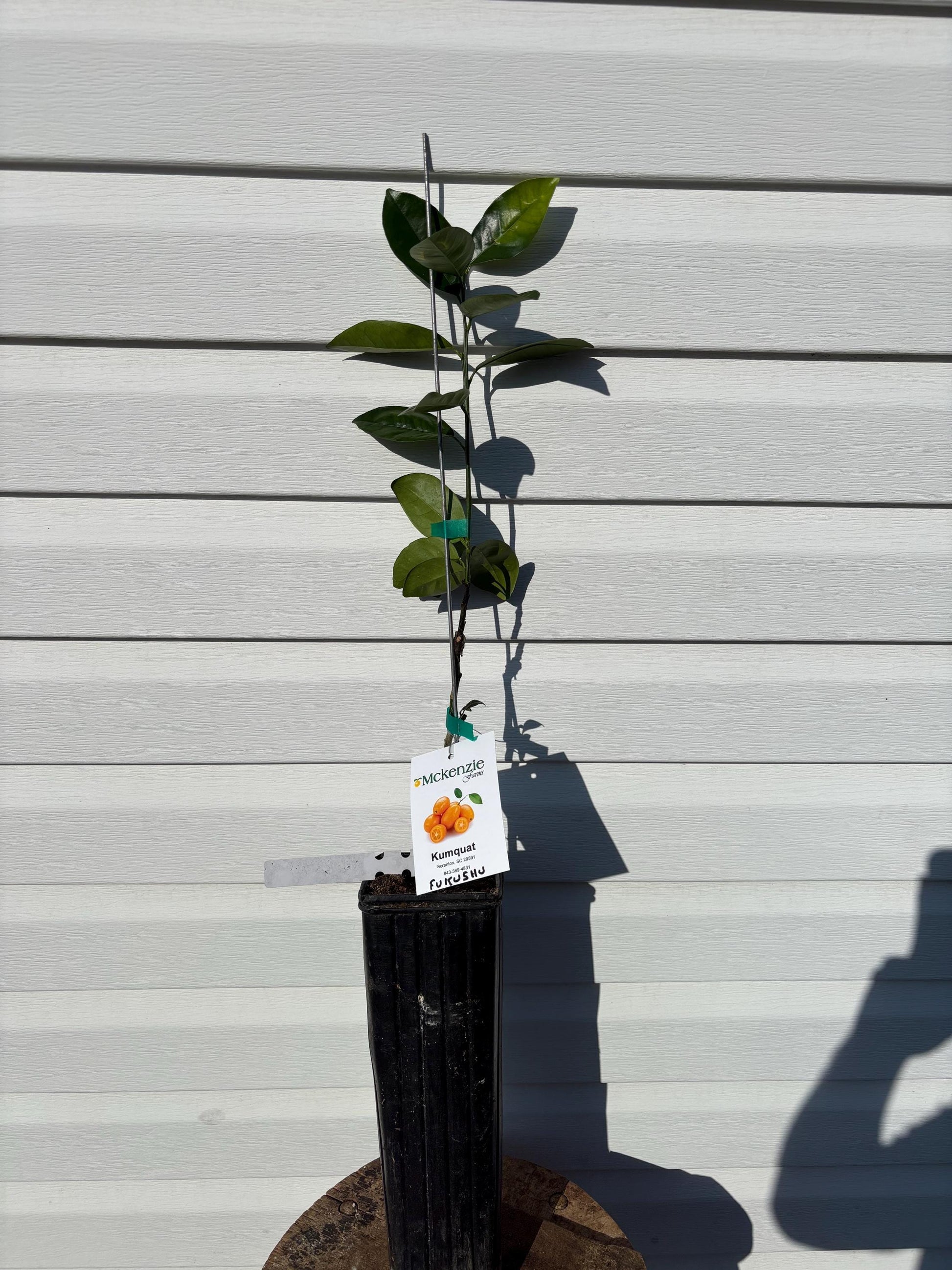 1 Gallon Fukushu kumquat
