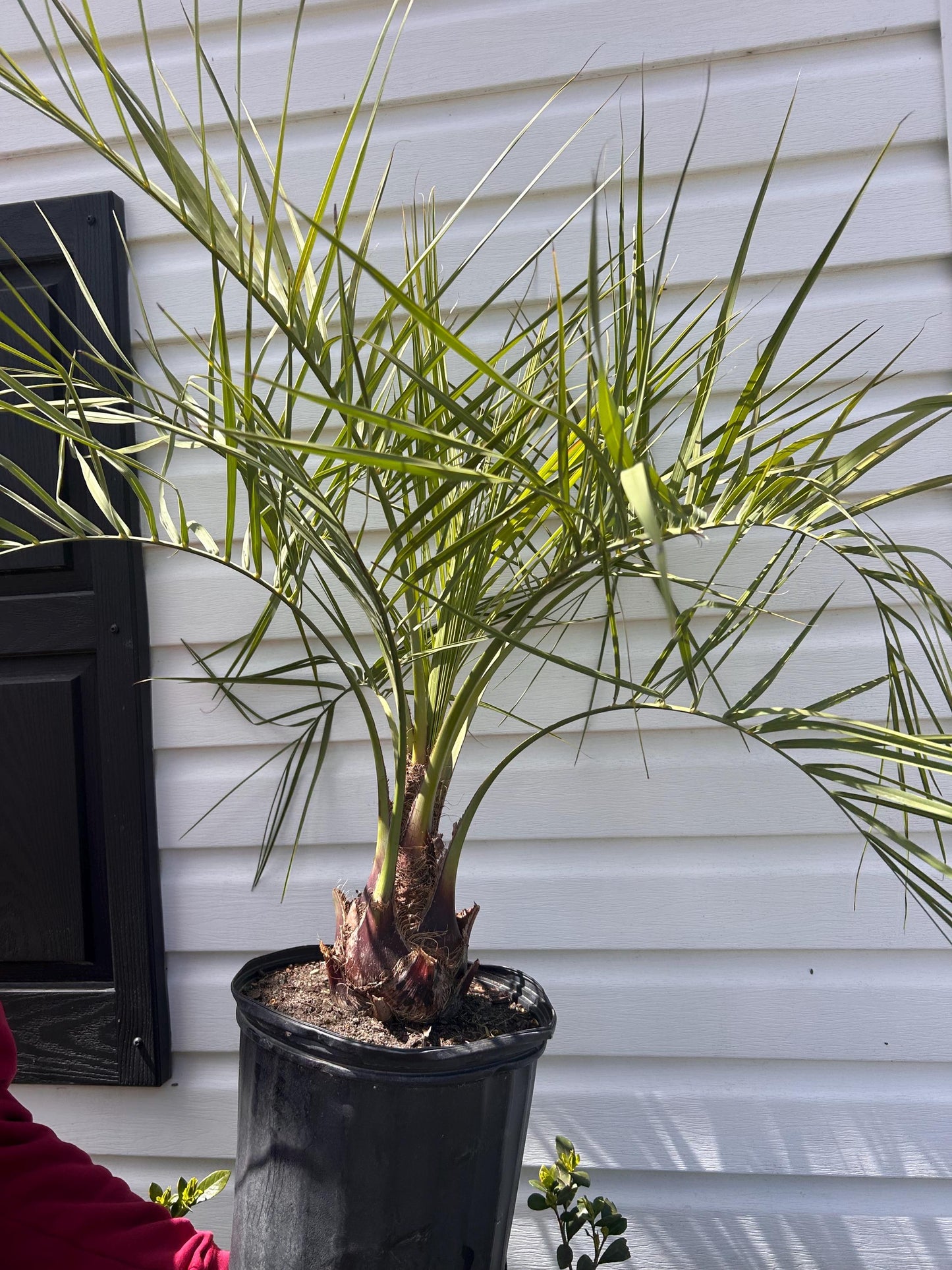 Pindo Palm Tree