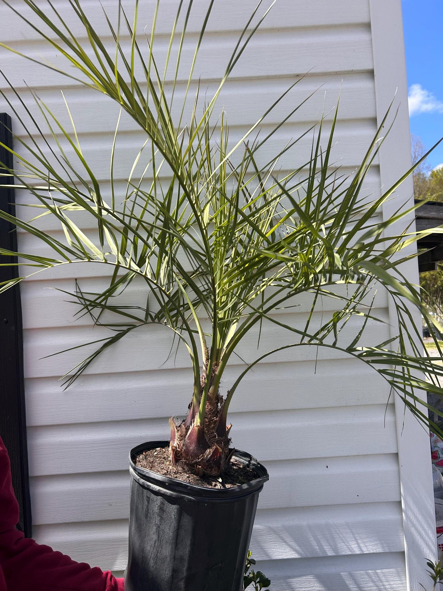 Pindo Palm Tree