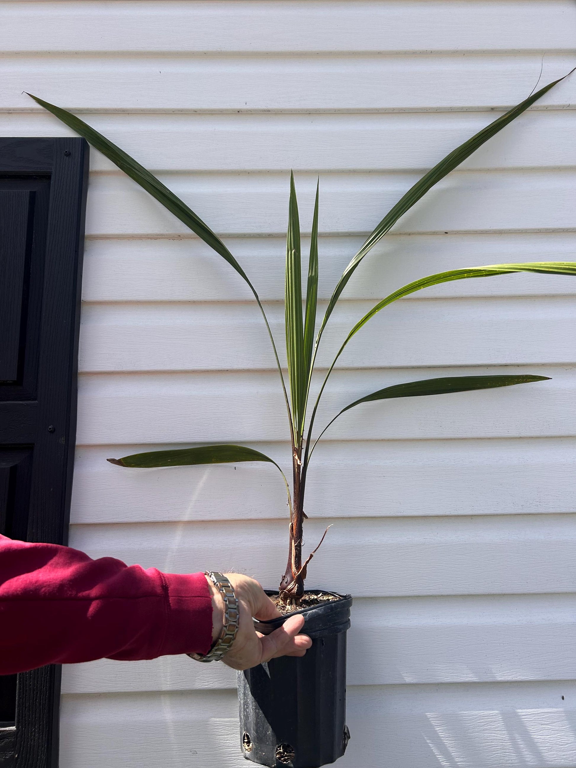 1 Gallon Mule Palm
