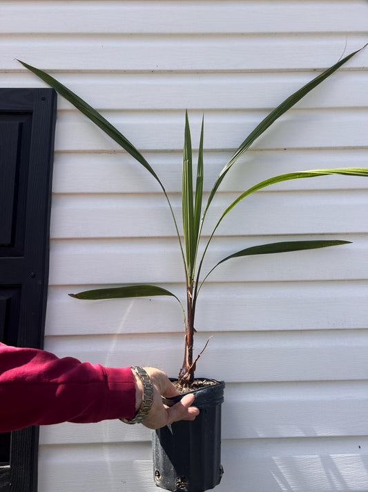 1 Gallon Mule Palm