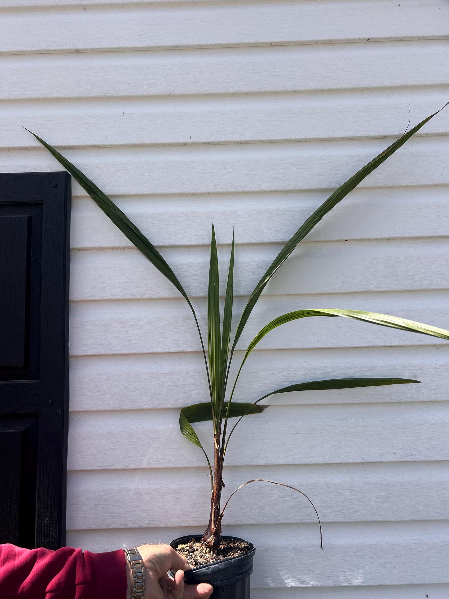 1 Gallon Mule Palm
