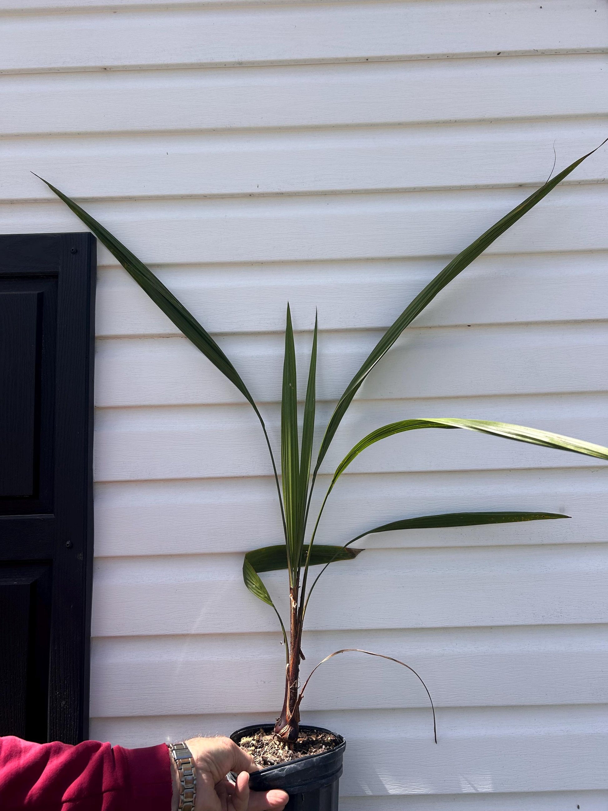 1 Gallon Mule Palm