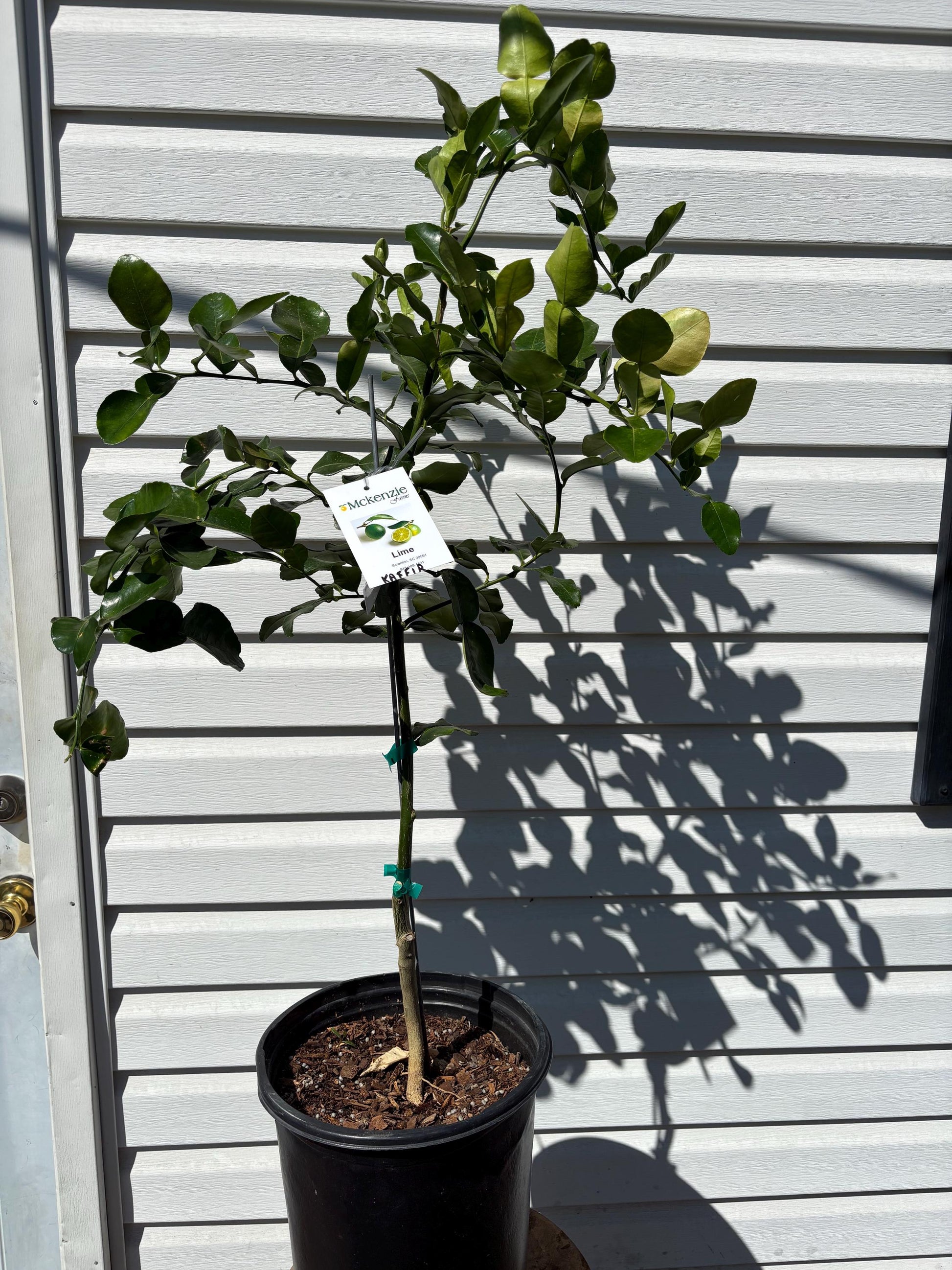 3 gal Kaffir Lime