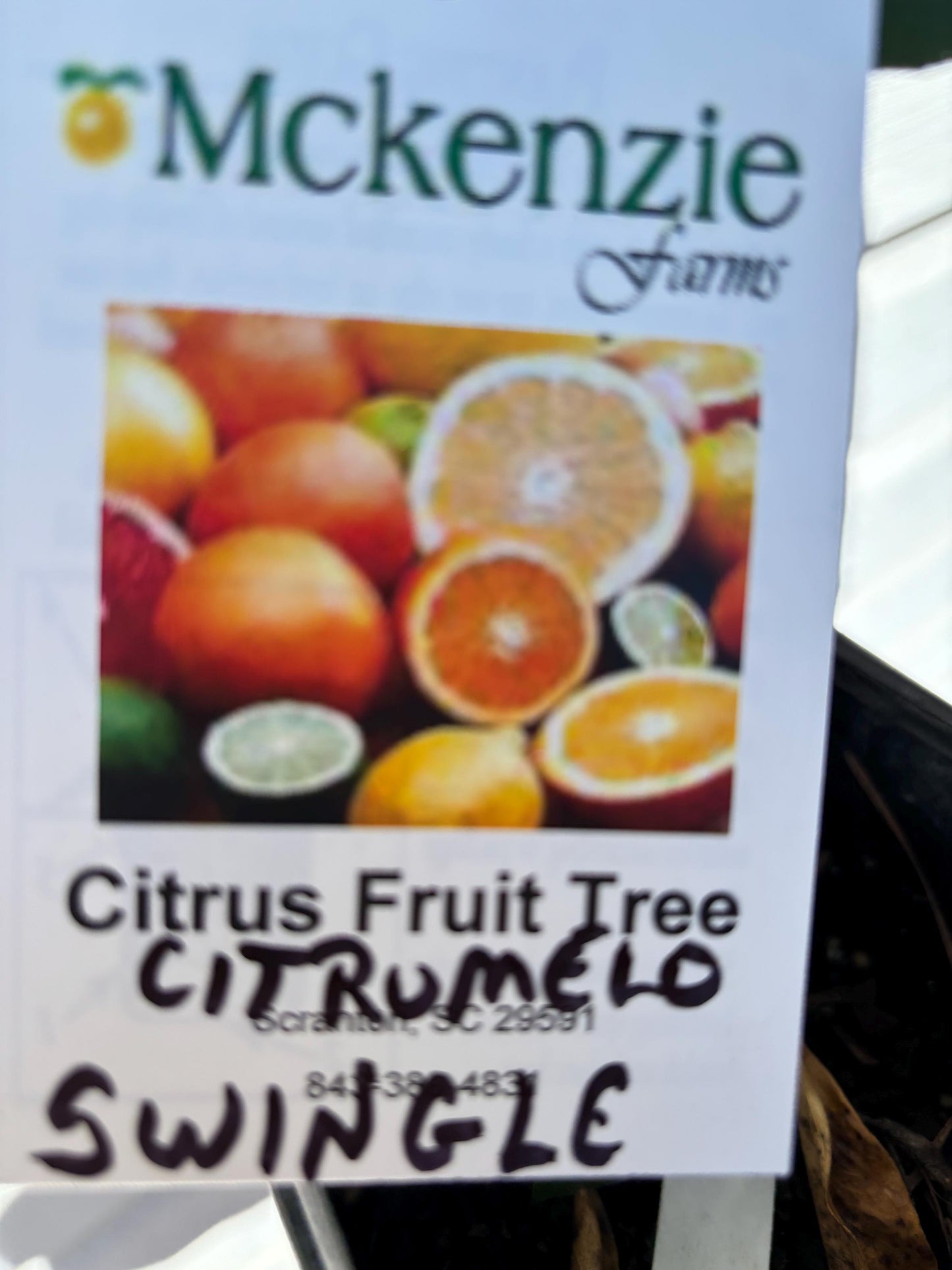 1 Gallon Seedling Swingle Citrumelo