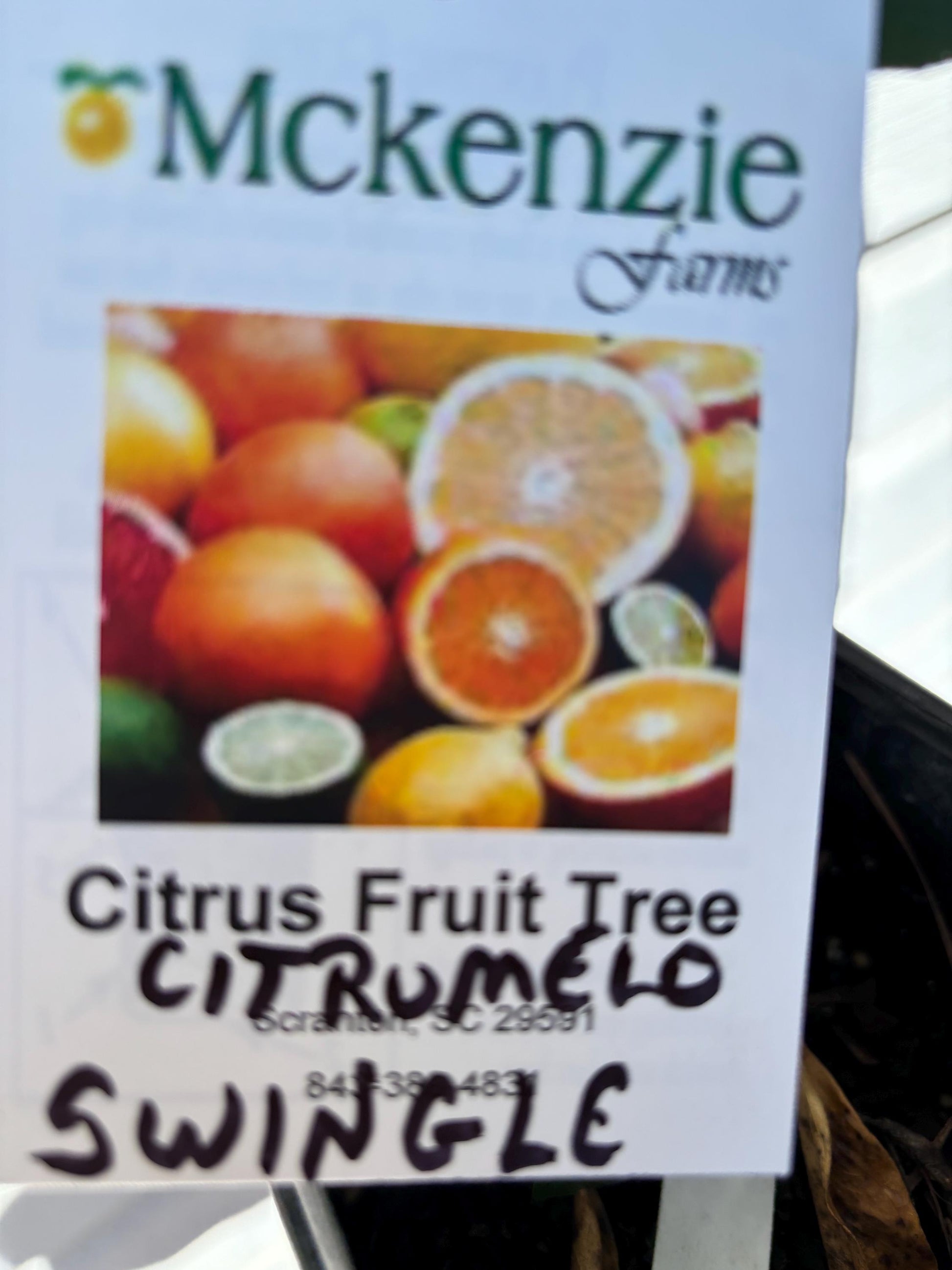 1 Gallon Seedling Swingle Citrumelo