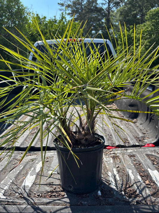Twin Pindo Palms