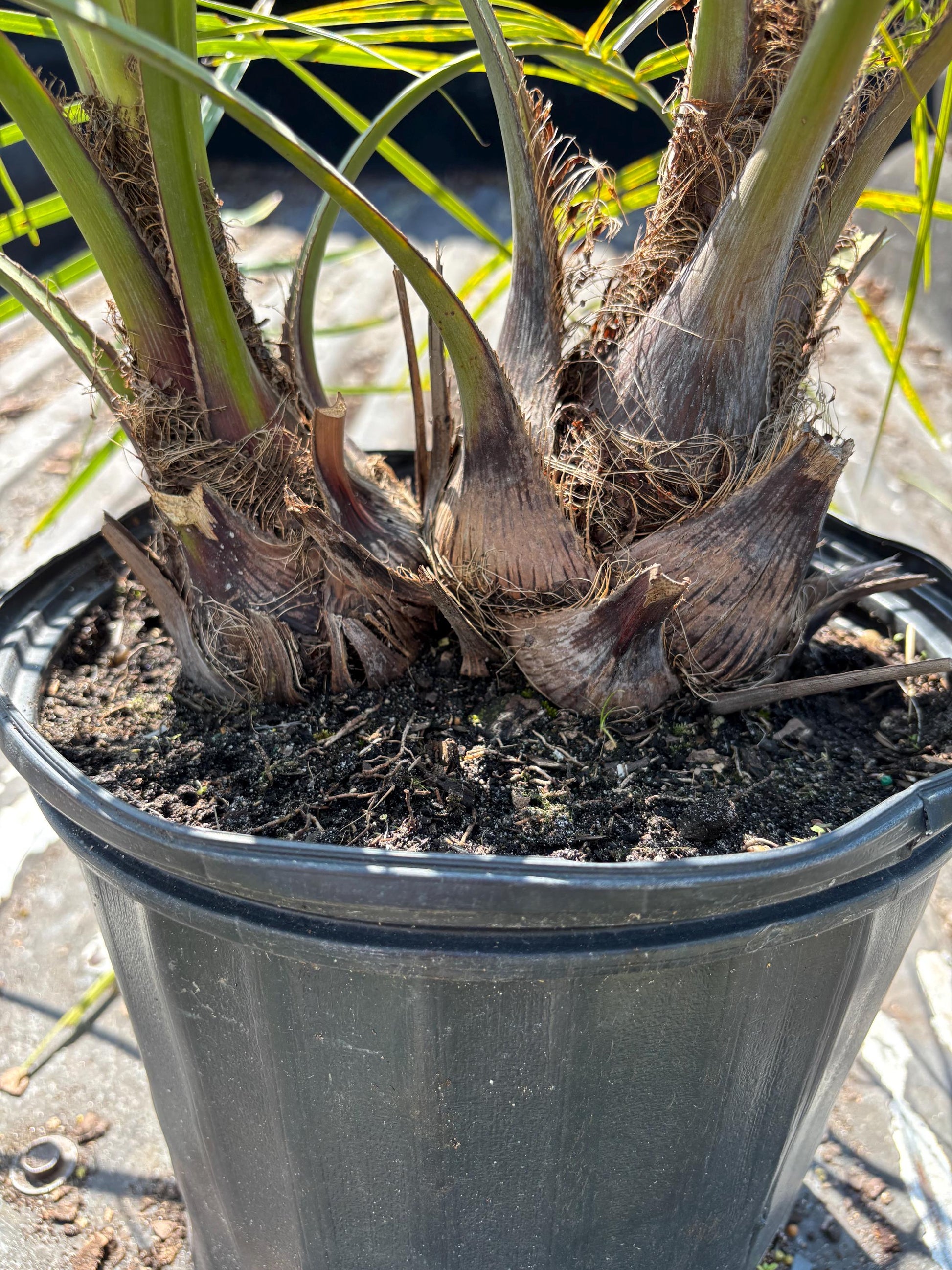 Twin Pindo Palms