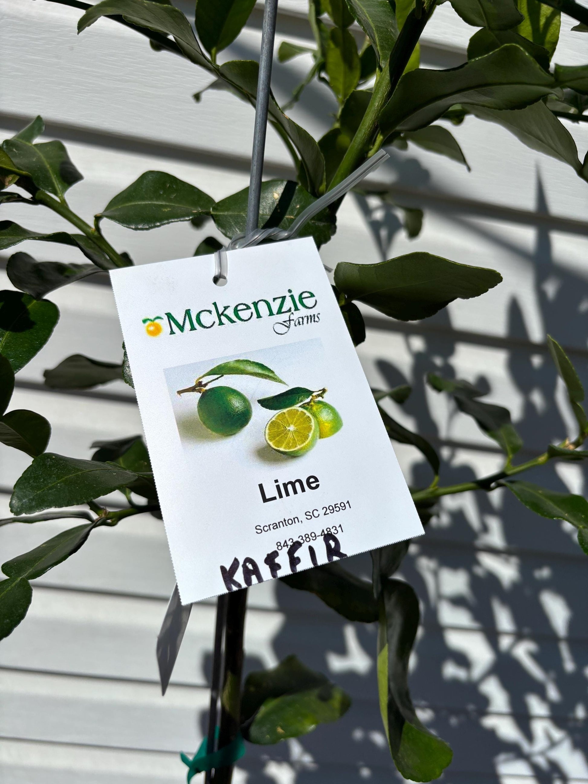 3 gal Kaffir Lime