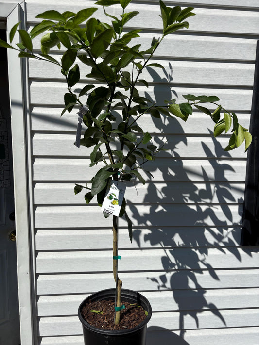 3 gal Persian Lime