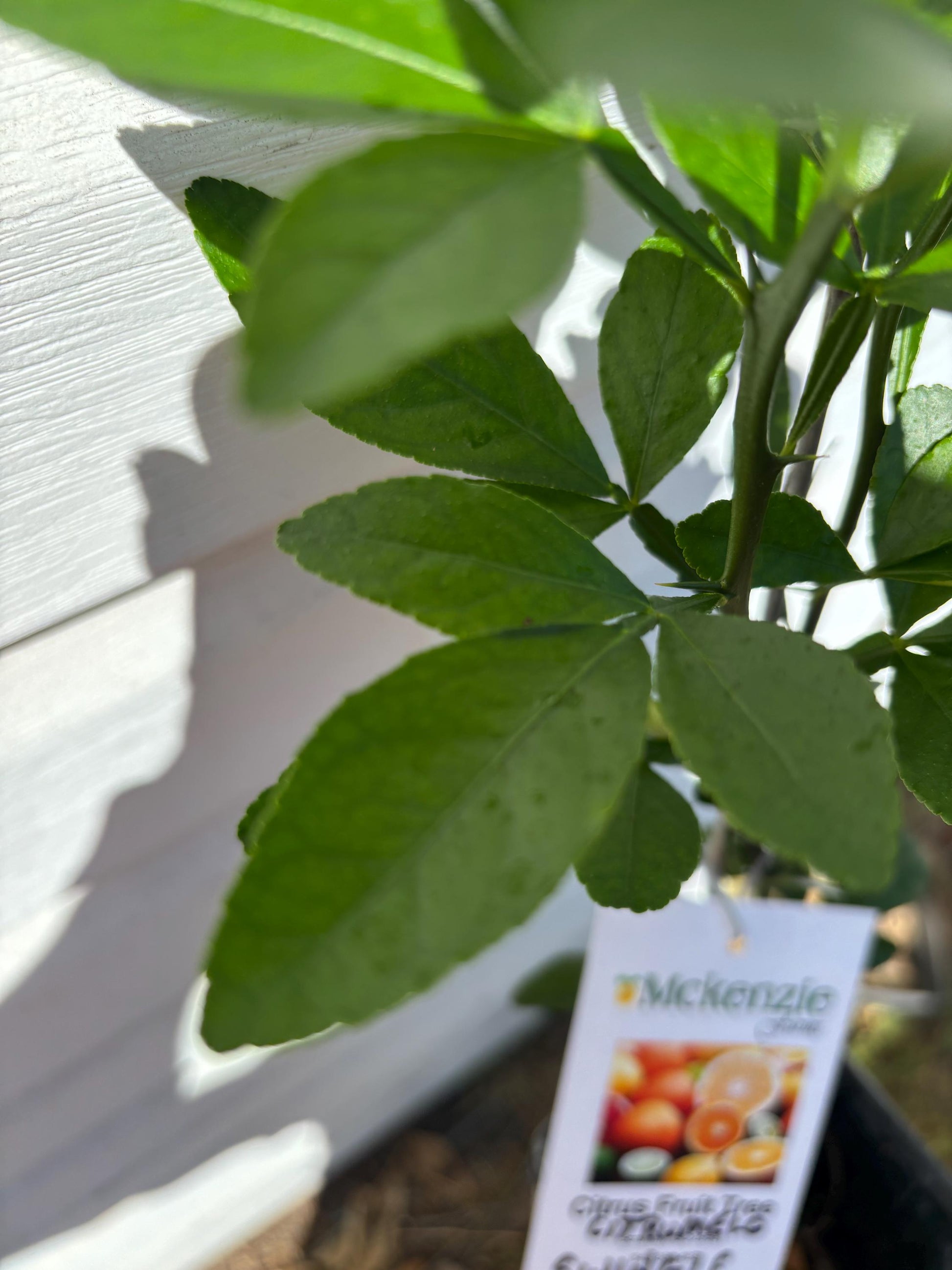 1 Gallon Seedling Swingle Citrumelo