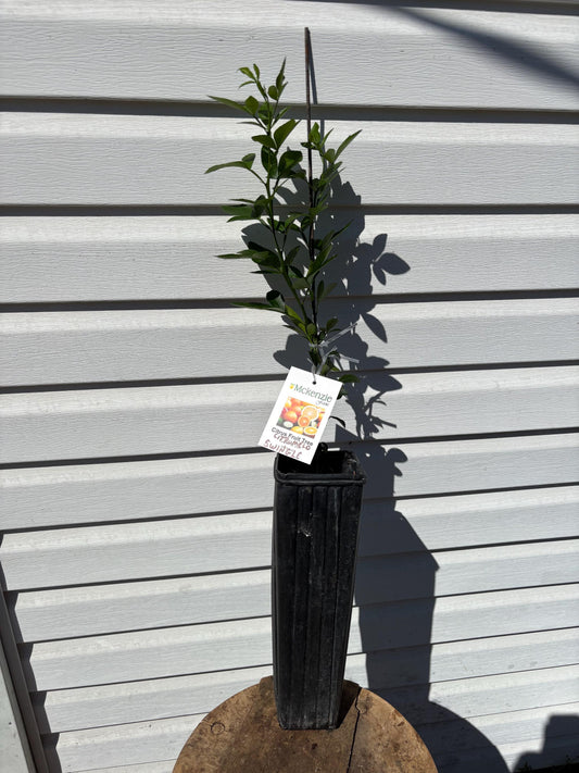 1 Gallon Seedling Swingle Citrumelo