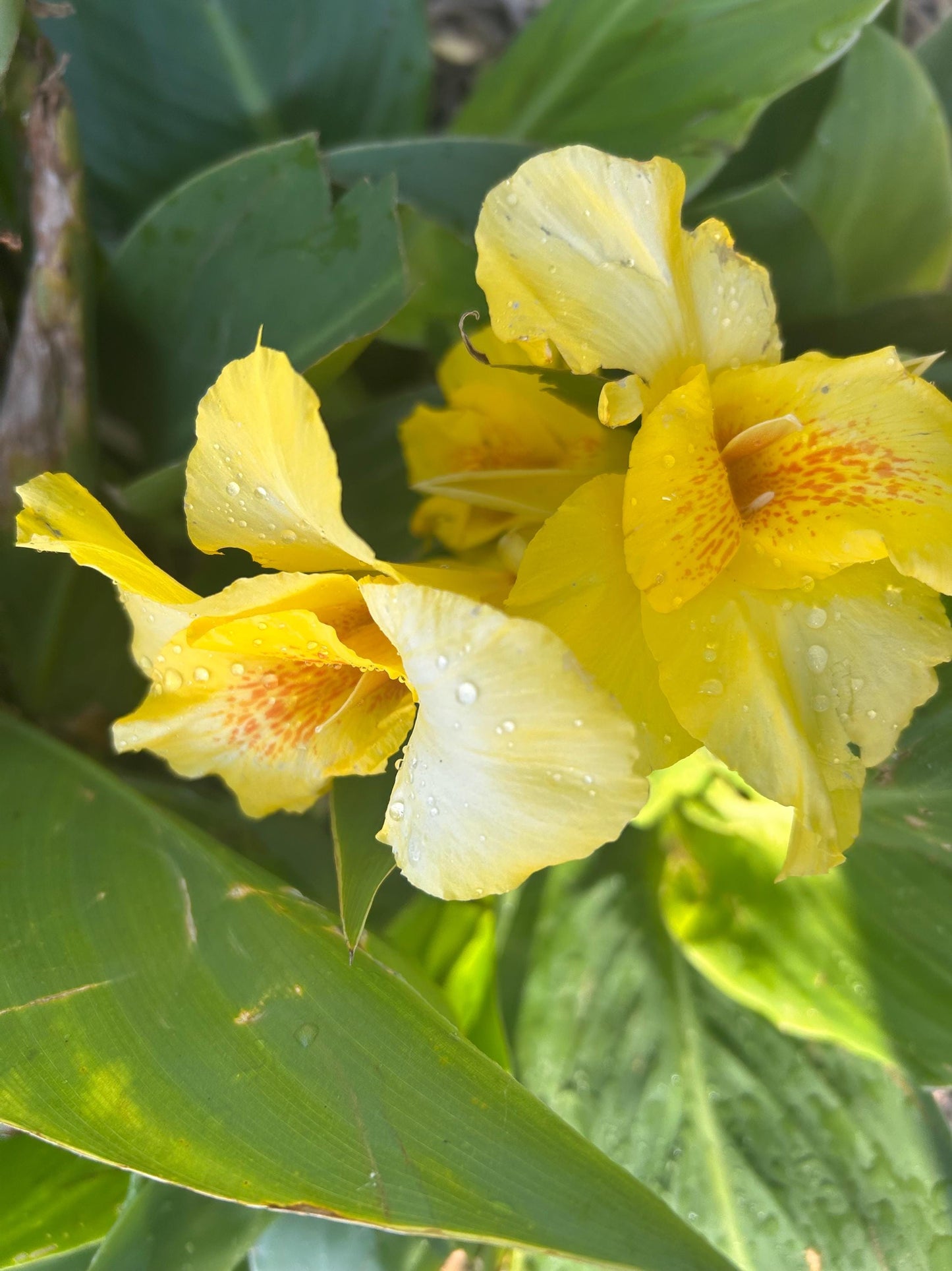3 for 15 Bare Root Richard Wallace Canna Lilies