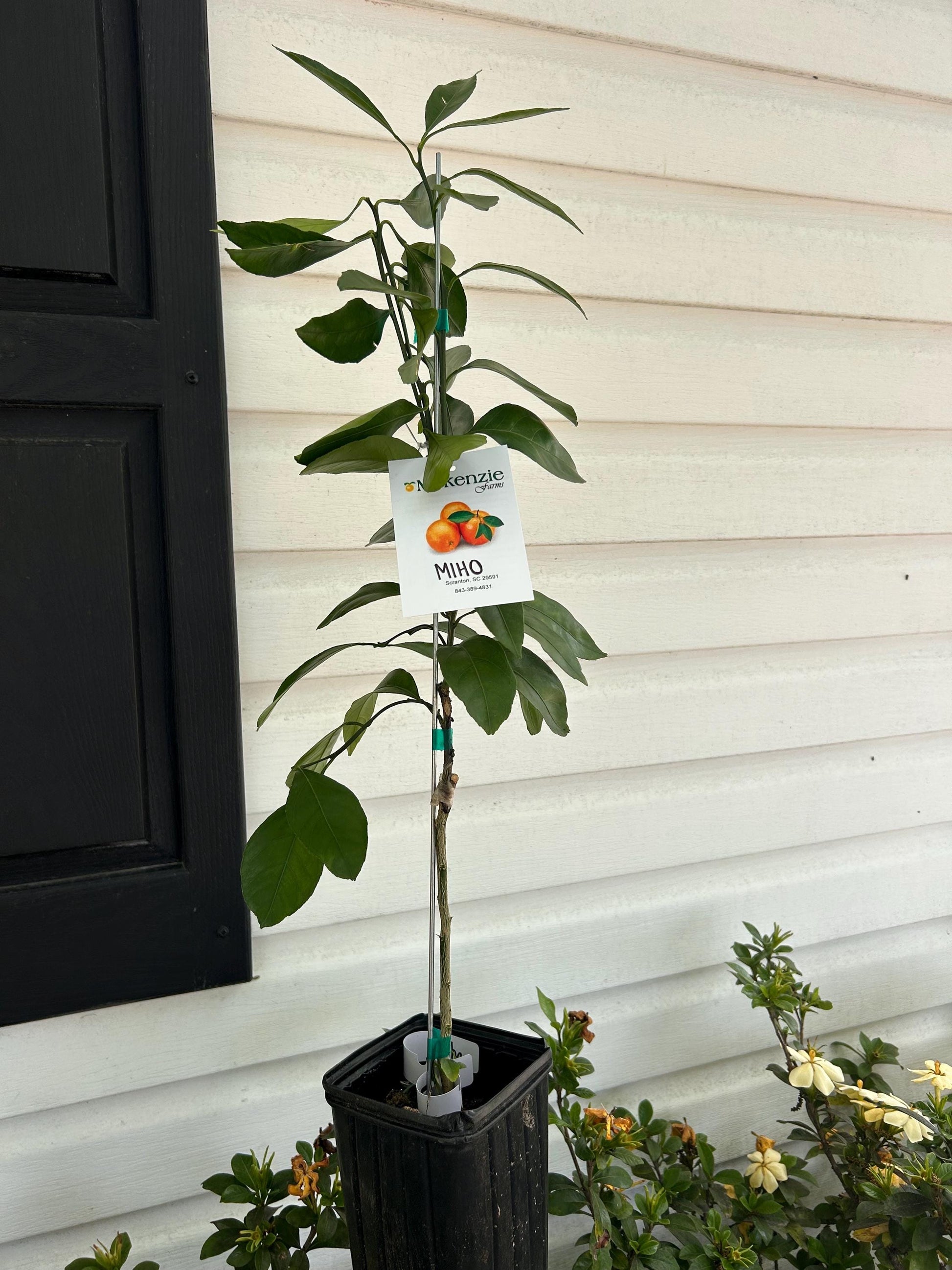 One Gallon Miho Satsuma