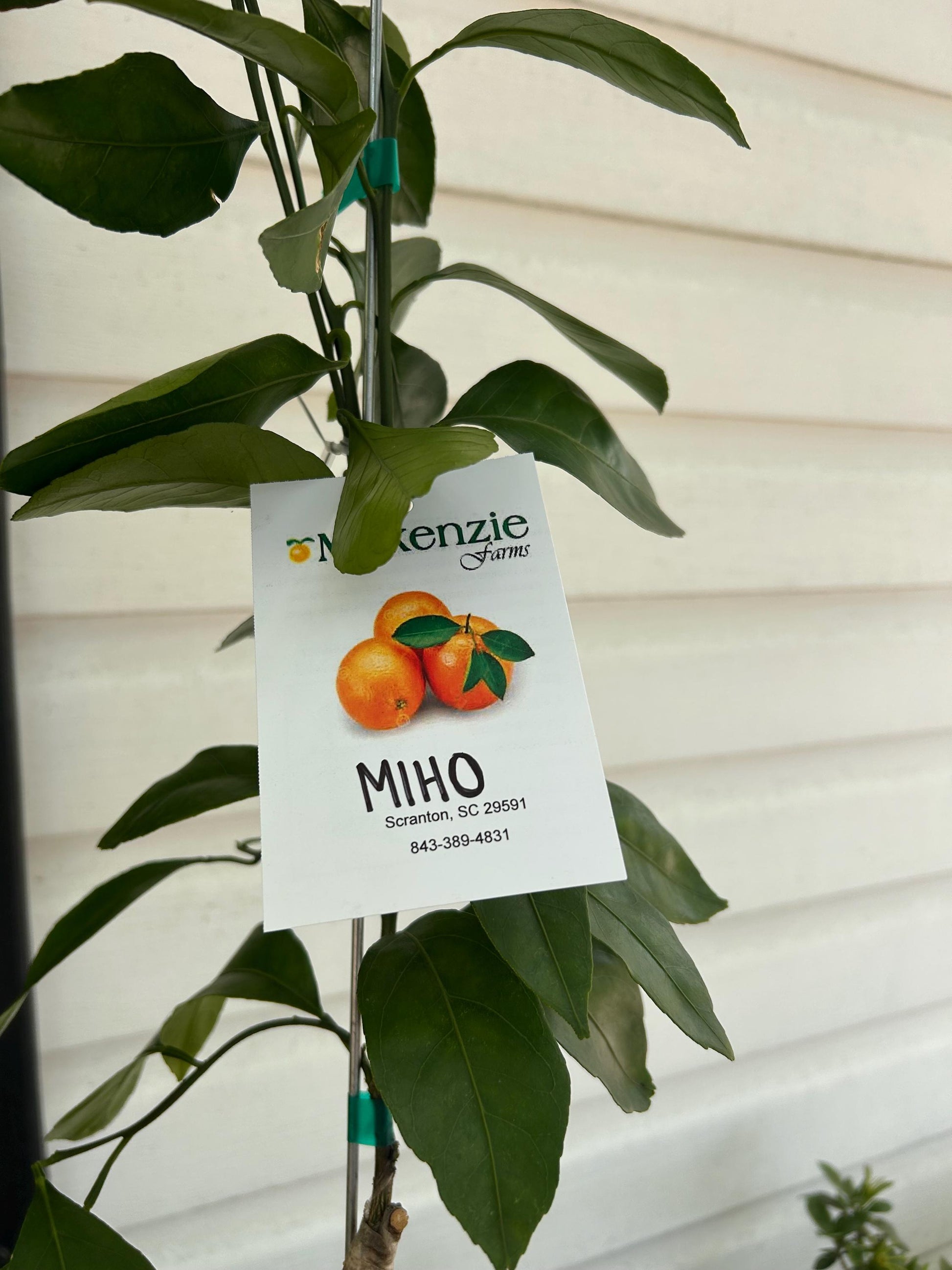 One Gallon Miho Satsuma