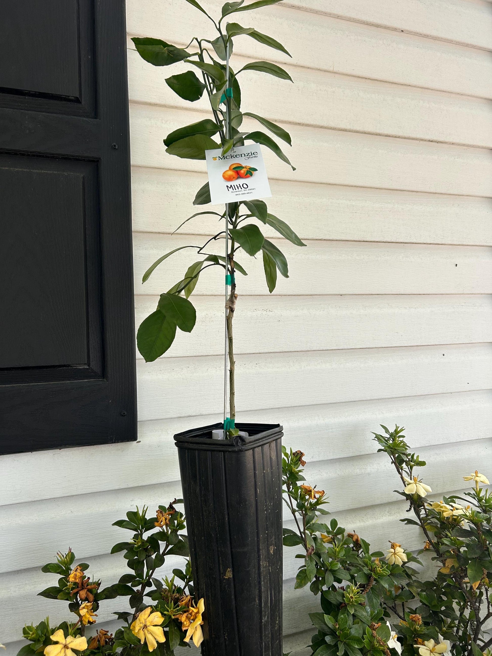 One Gallon Miho Satsuma