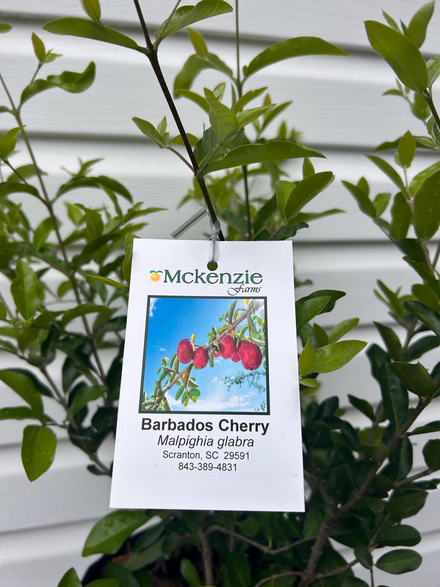 2 Gallon Barbados Cherry Tree