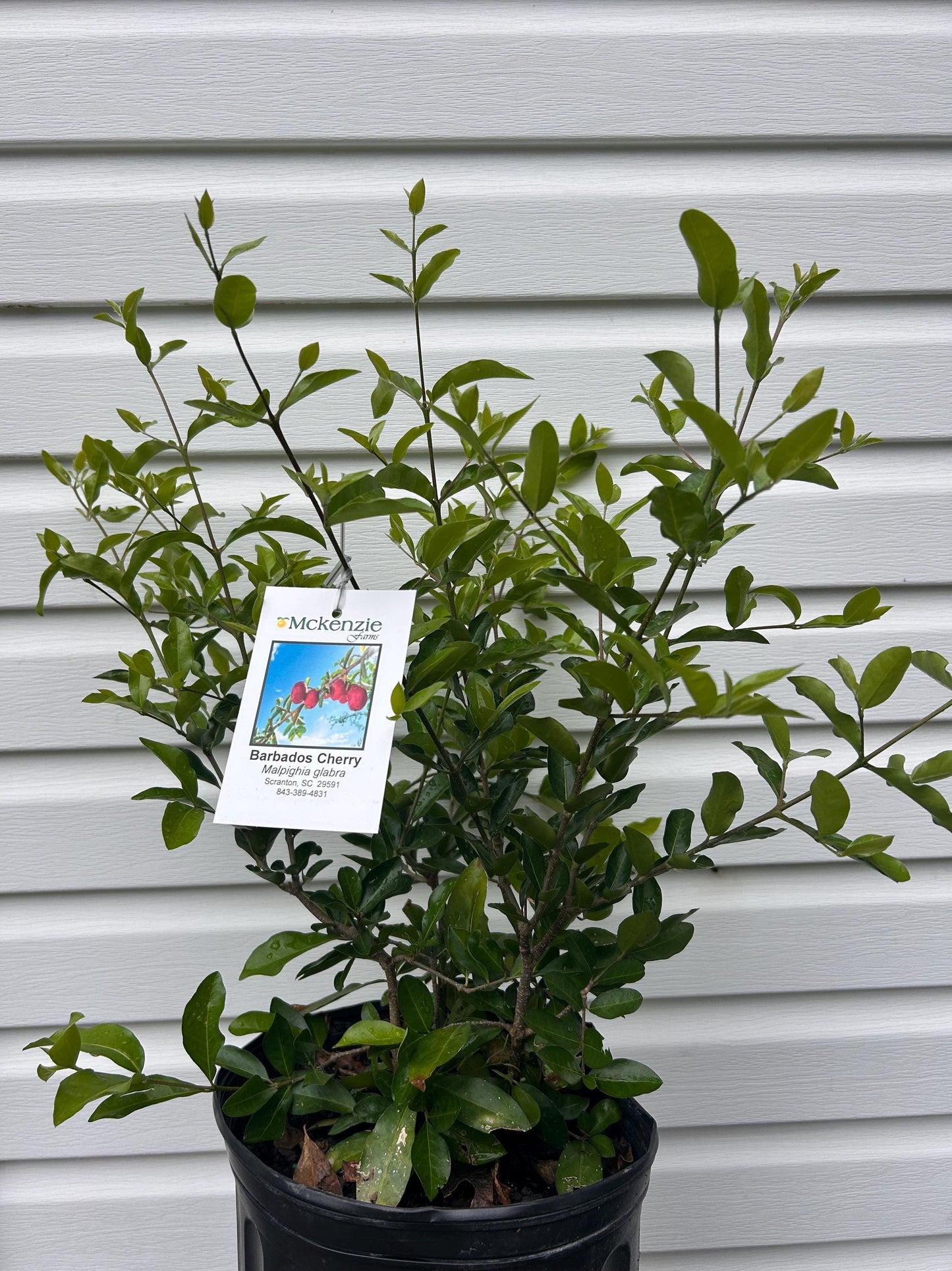 2 Gallon Barbados Cherry Tree