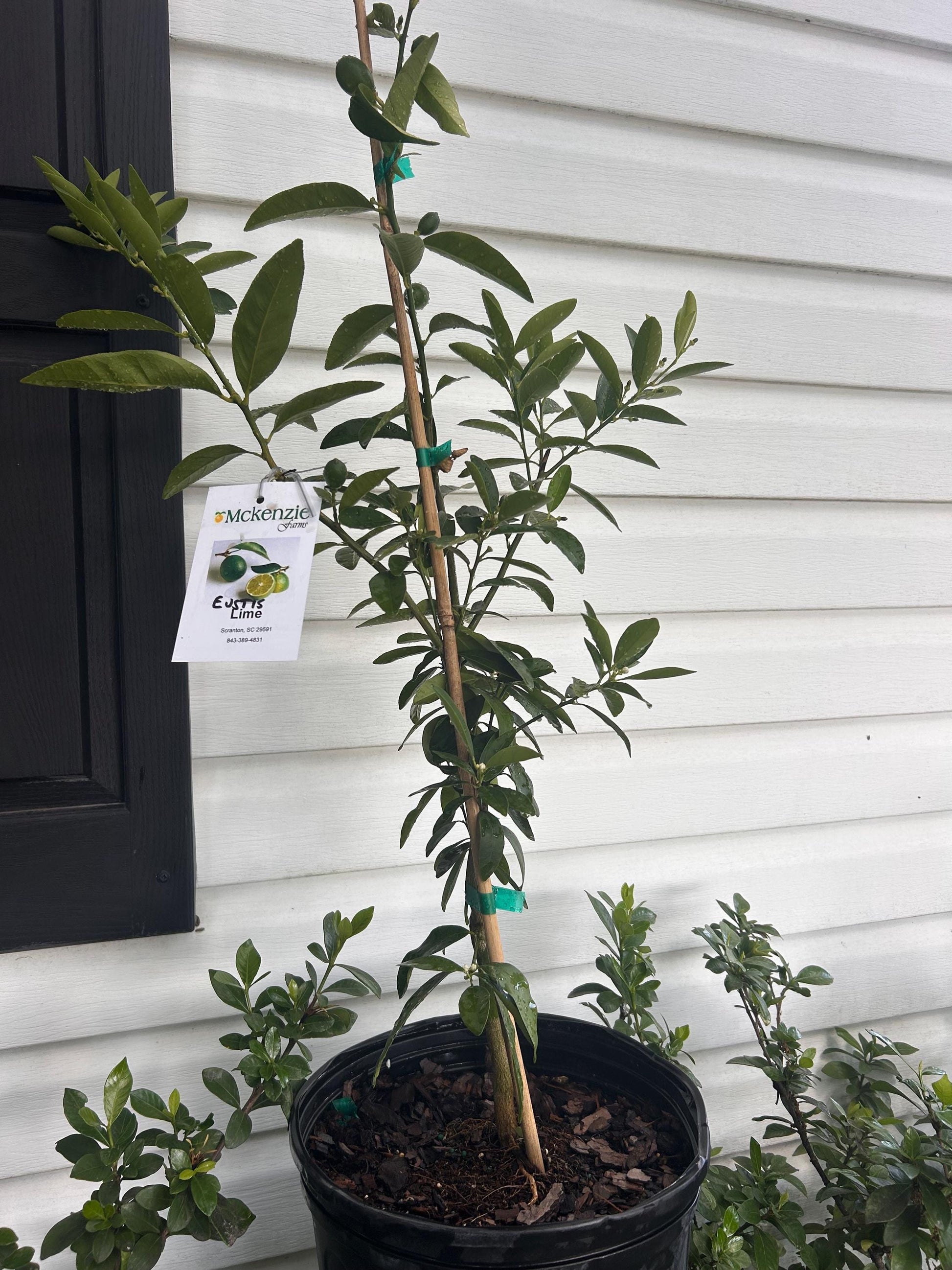 2 Gal. Eustis Limequat
