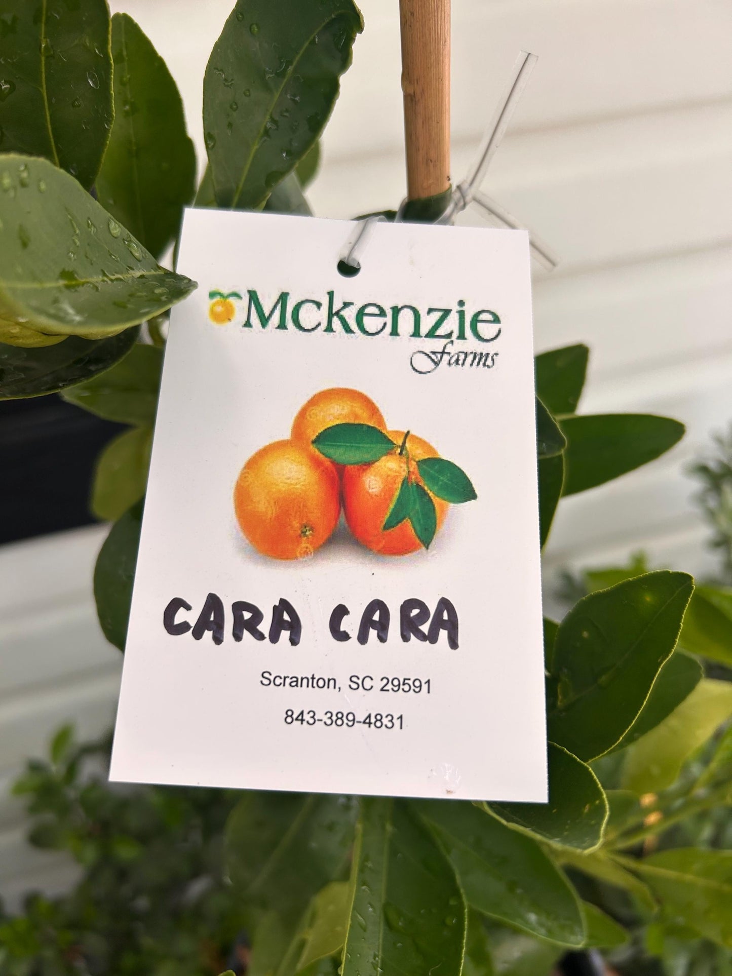 2 Gallon Cara Cara