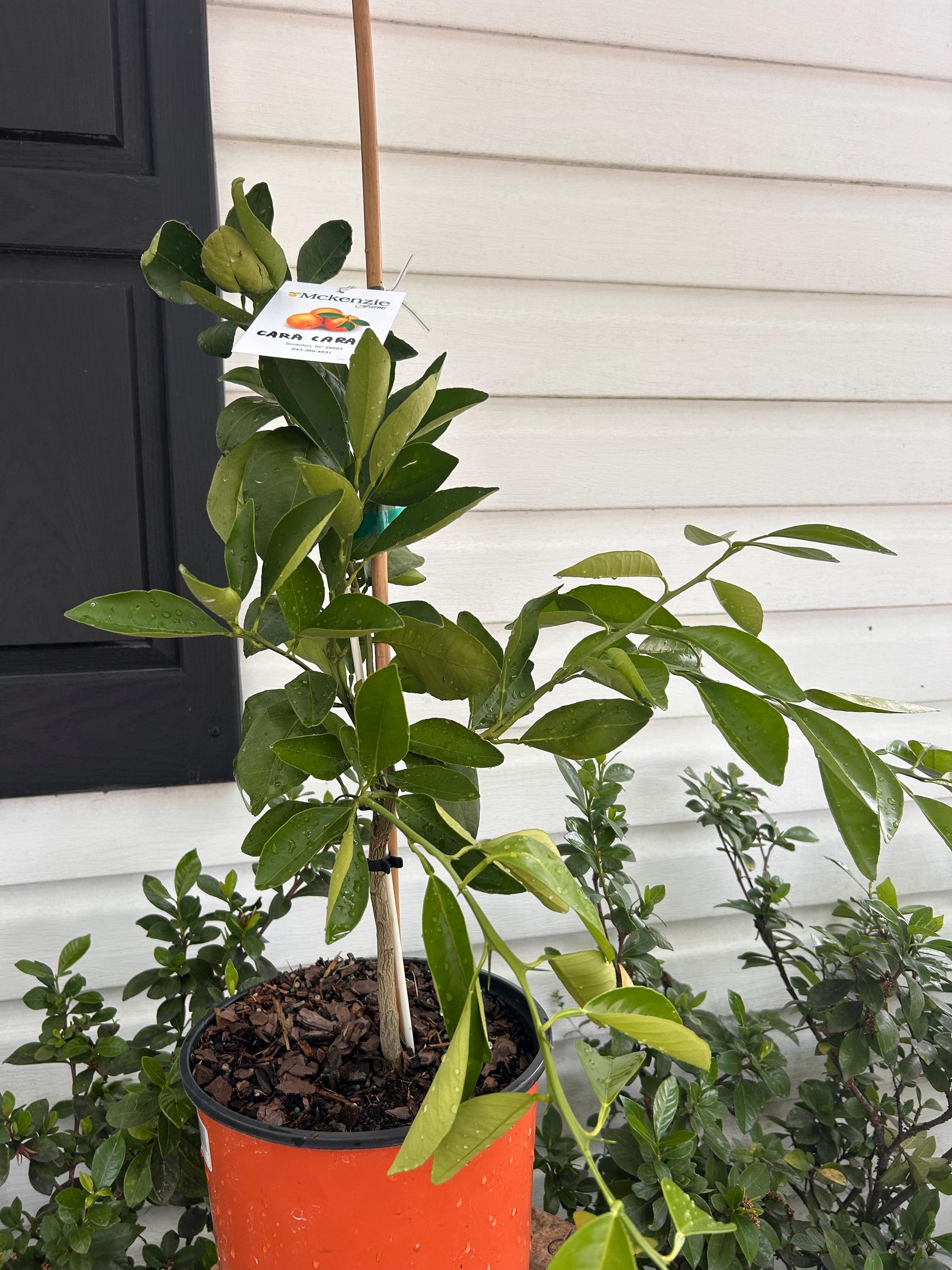 2 Gallon Cara Cara