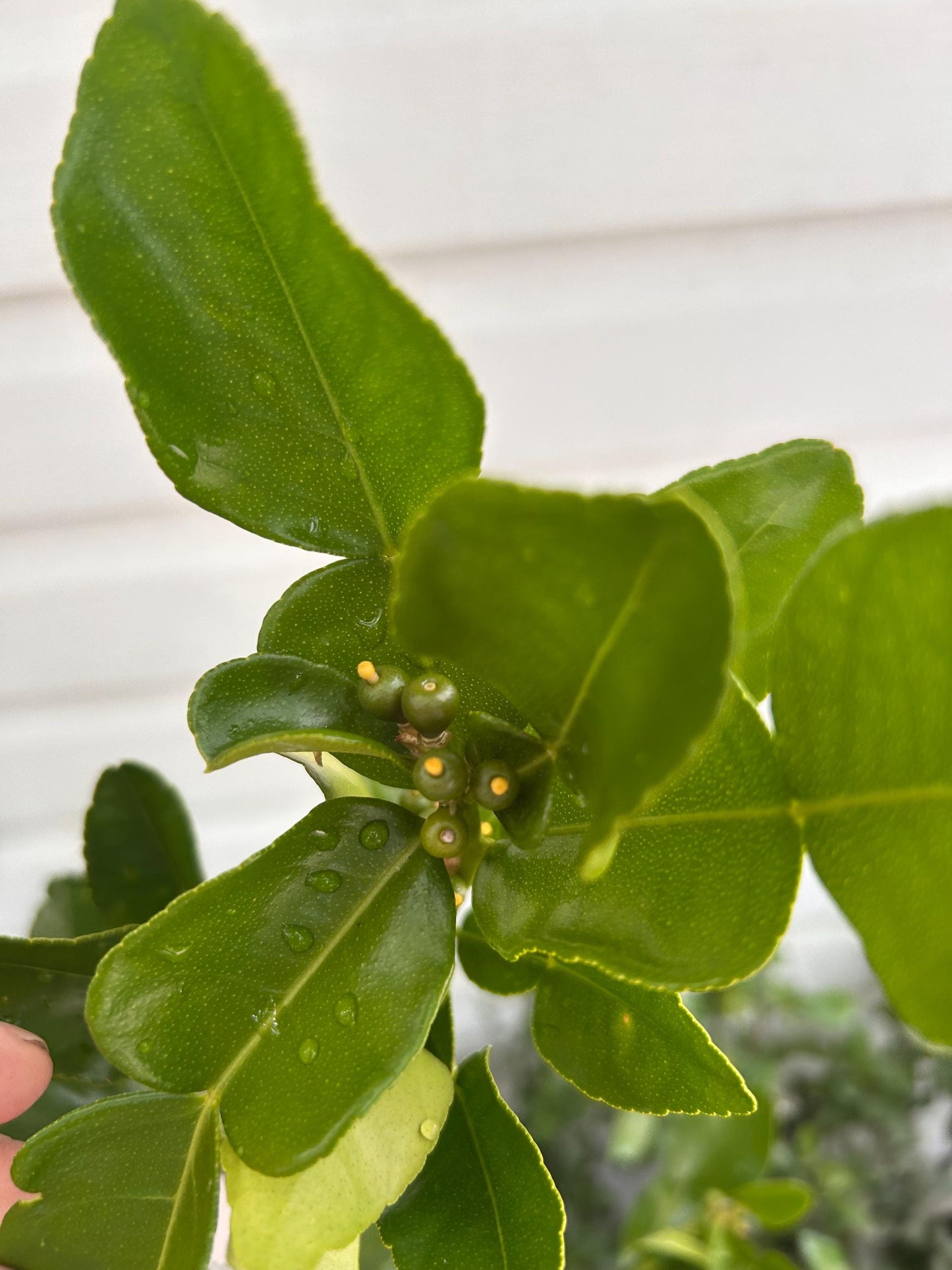 2 Gal. Kaffir Lime