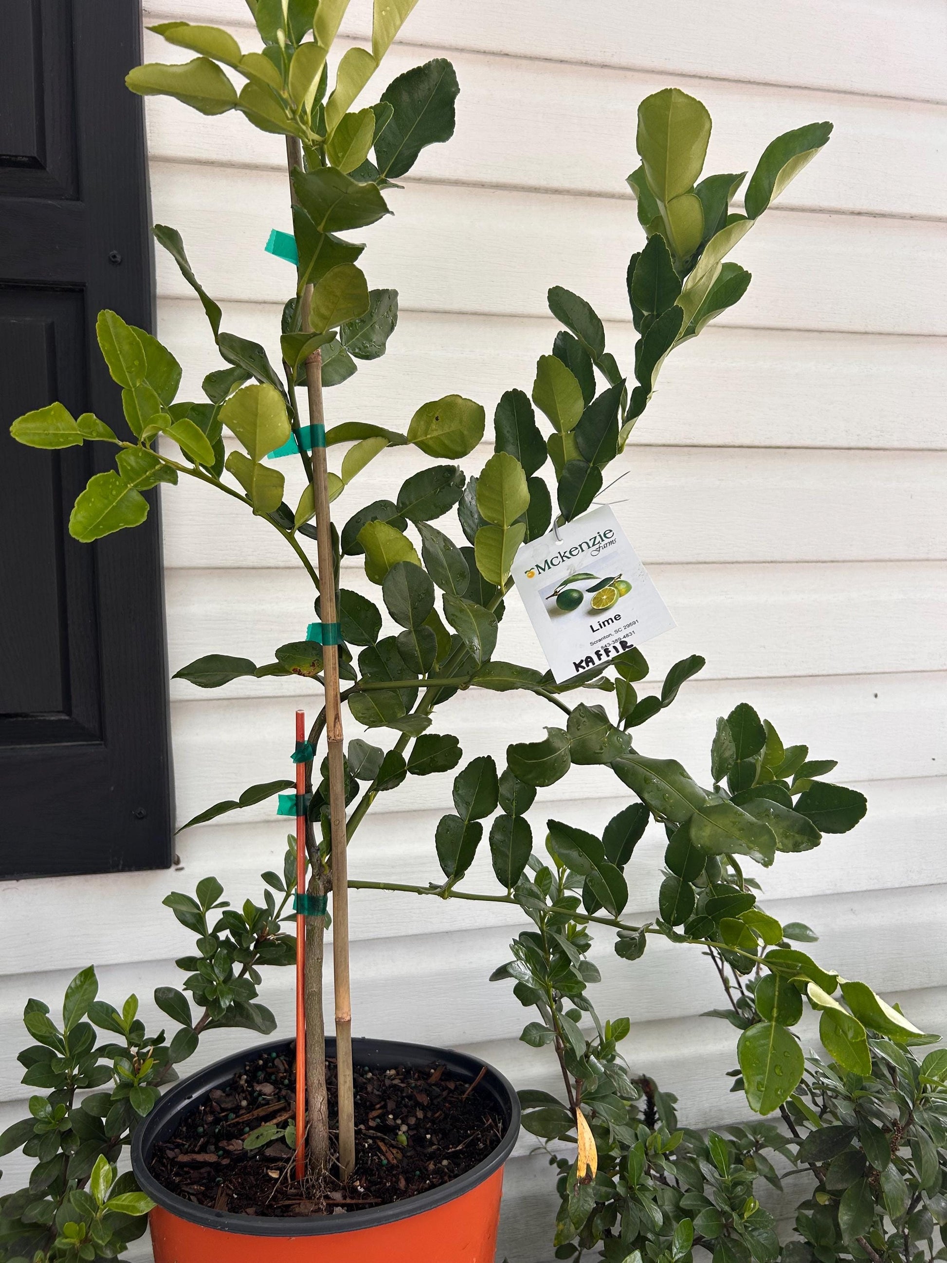 2 Gal. Kaffir Lime