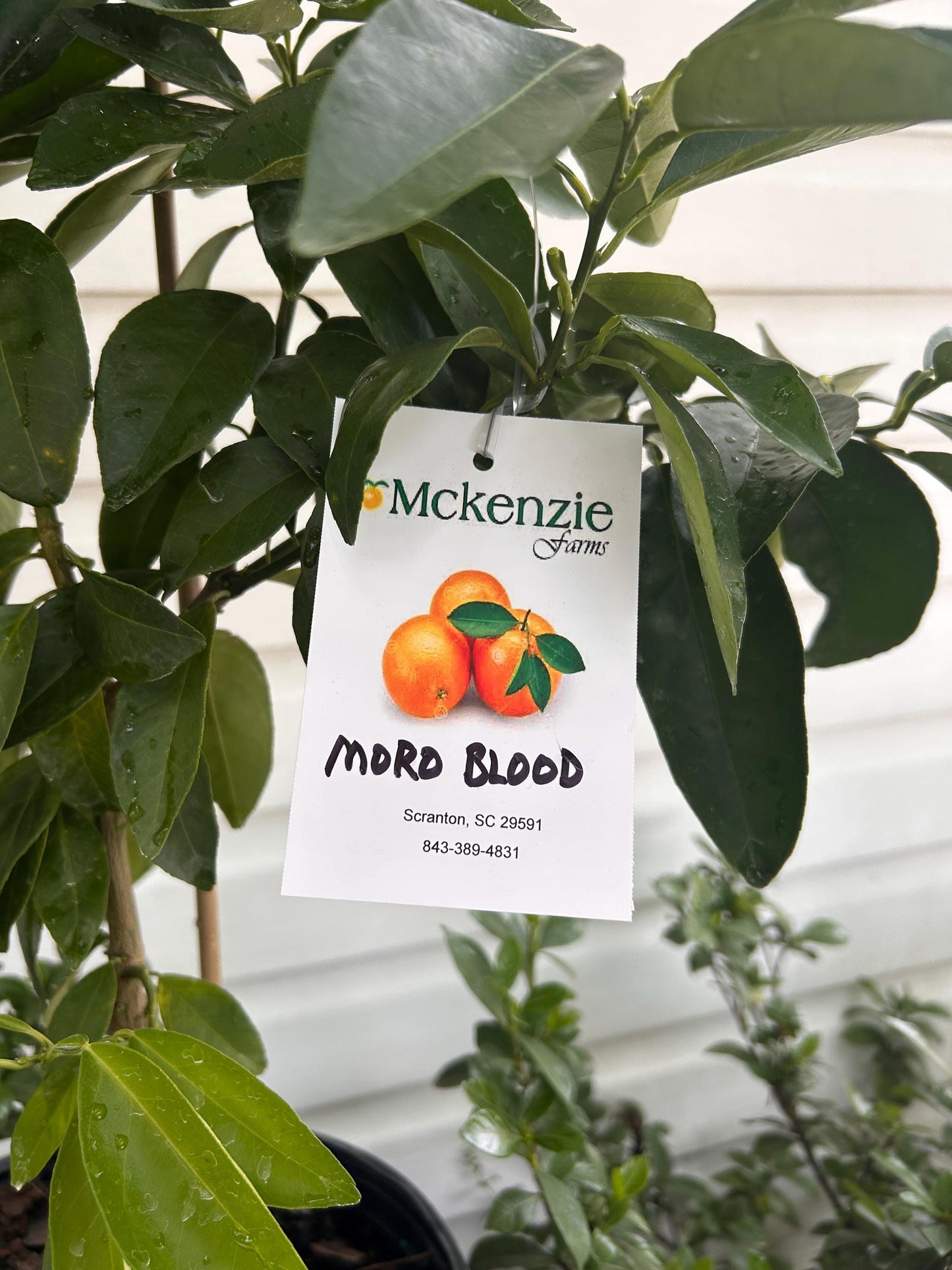 2 Gallon Moro Blood Orange