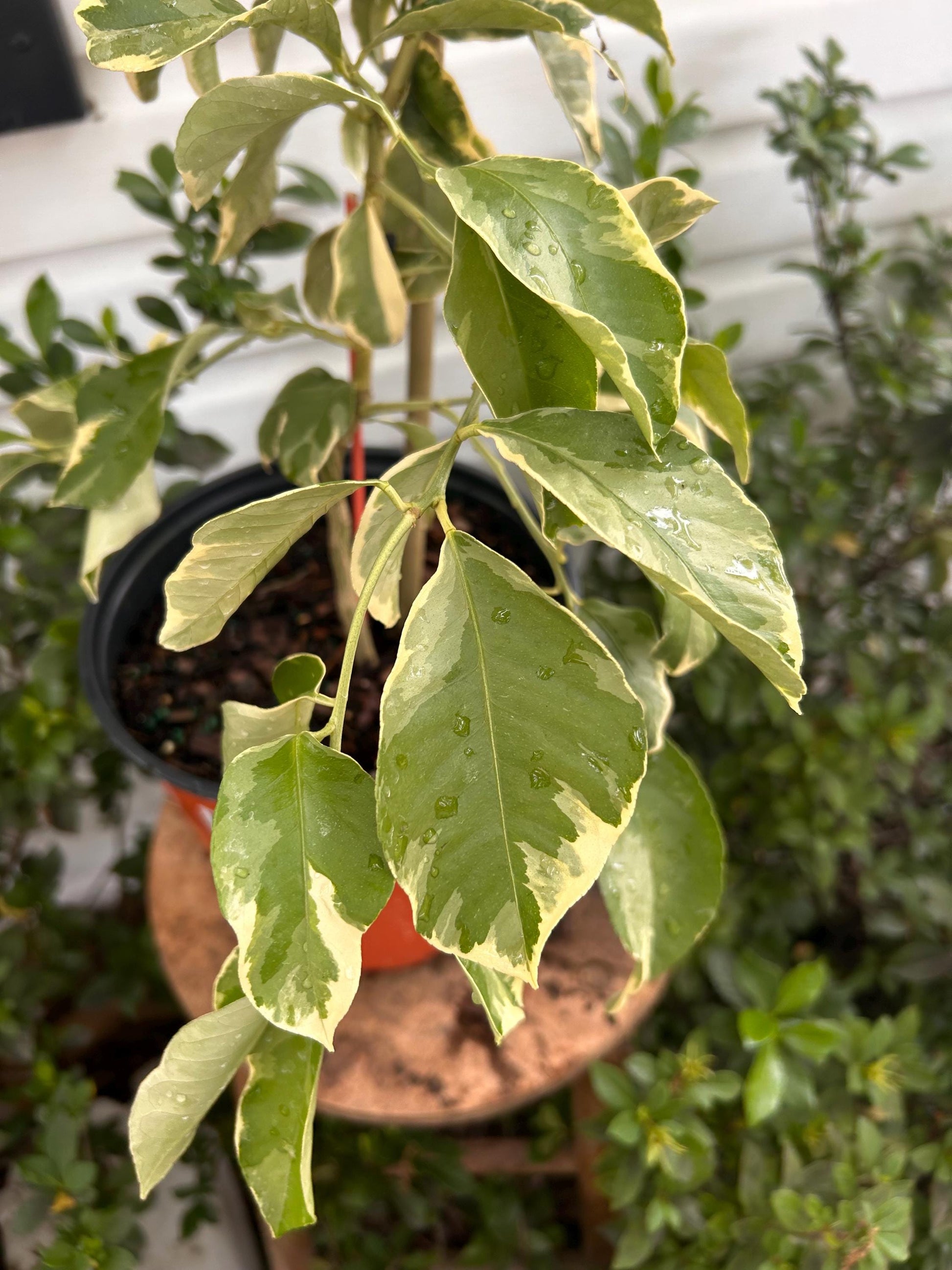 2 Gallon Pink Eureka Lemon