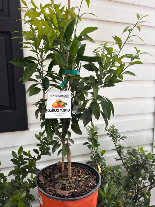2 Gal. Seedless Kishu Mandarin