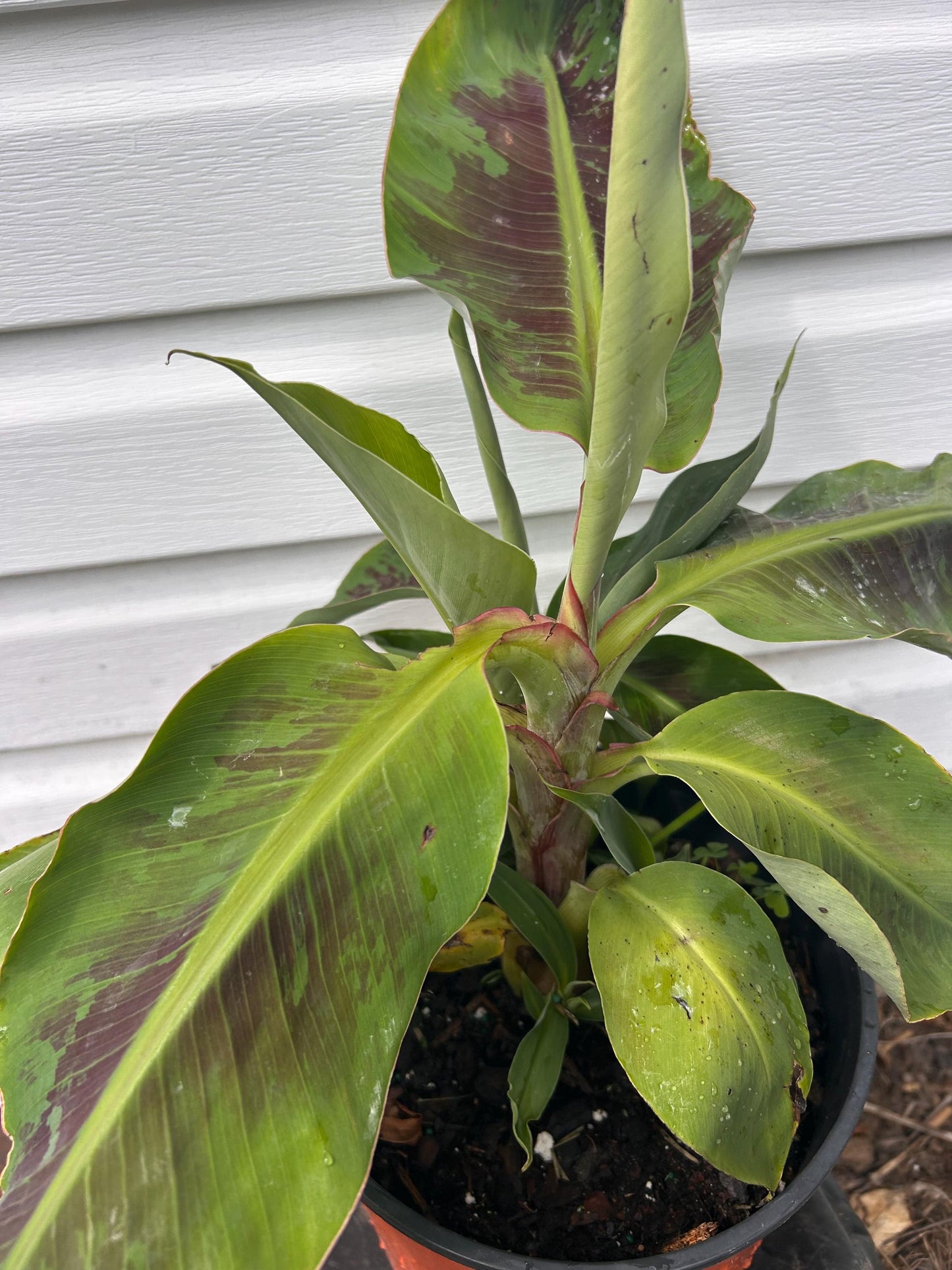 Dwarf Cavendish Banana