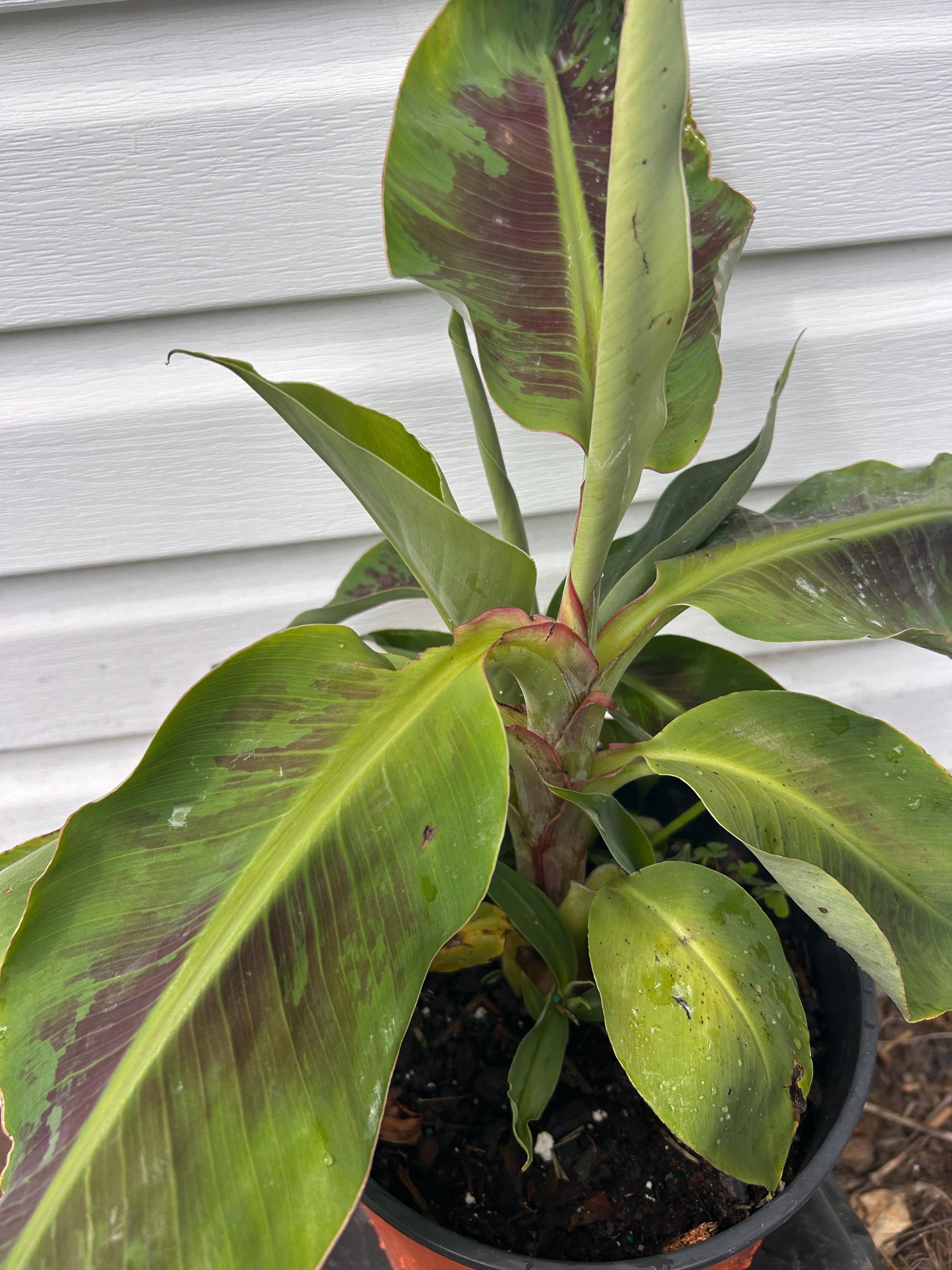 Dwarf Cavendish Banana