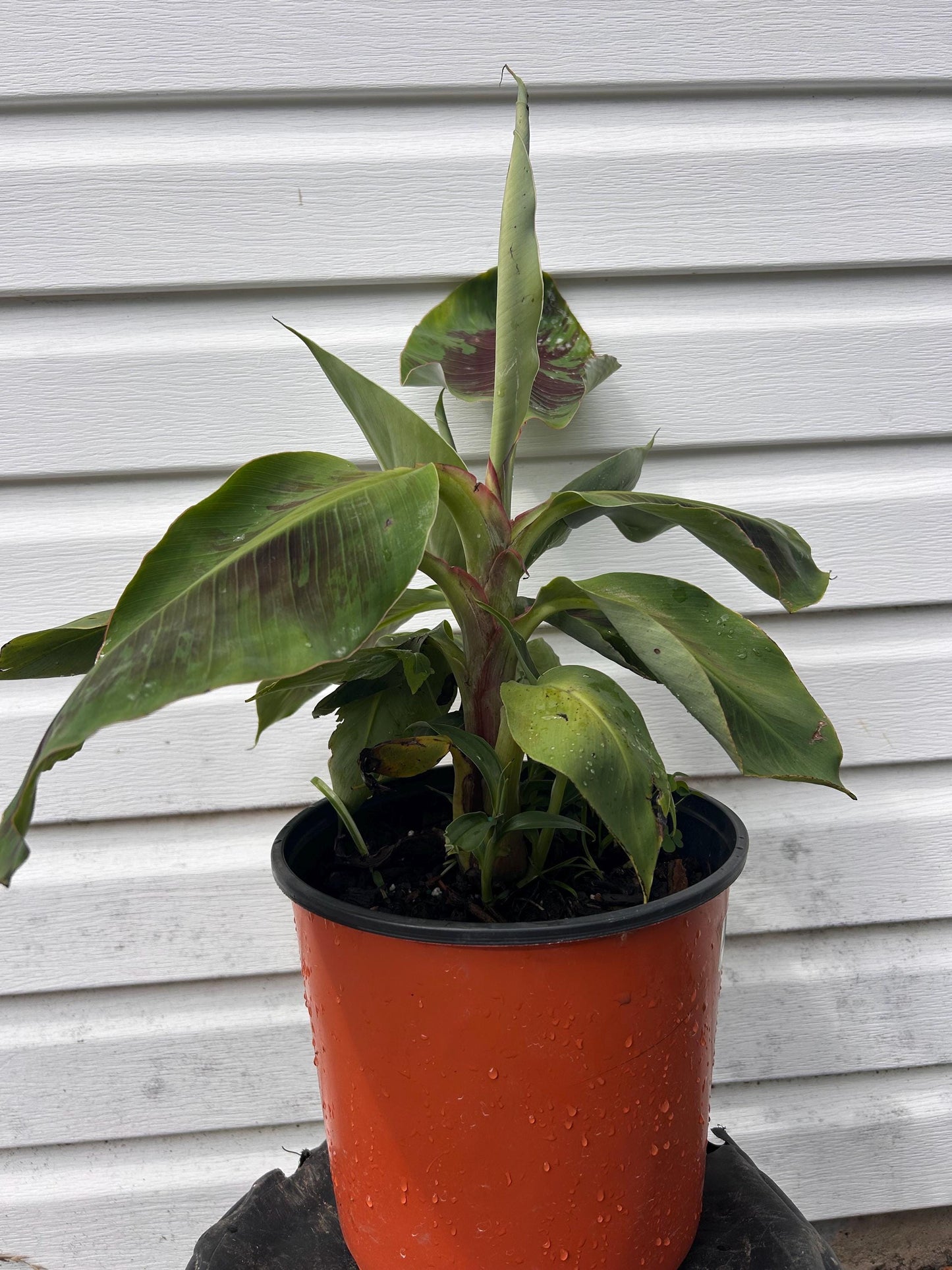 Dwarf Cavendish Banana