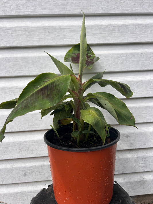 Dwarf Cavendish Banana