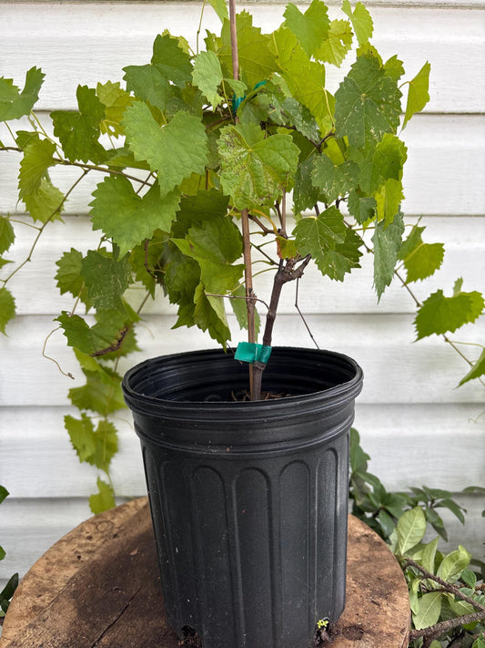 Carlos Muscadine Vine