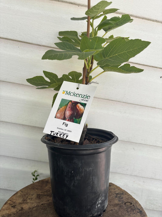 Brown Turkey Fig