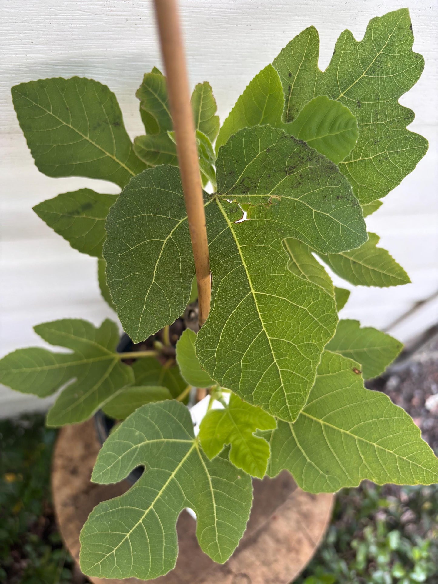 Brown Turkey Fig