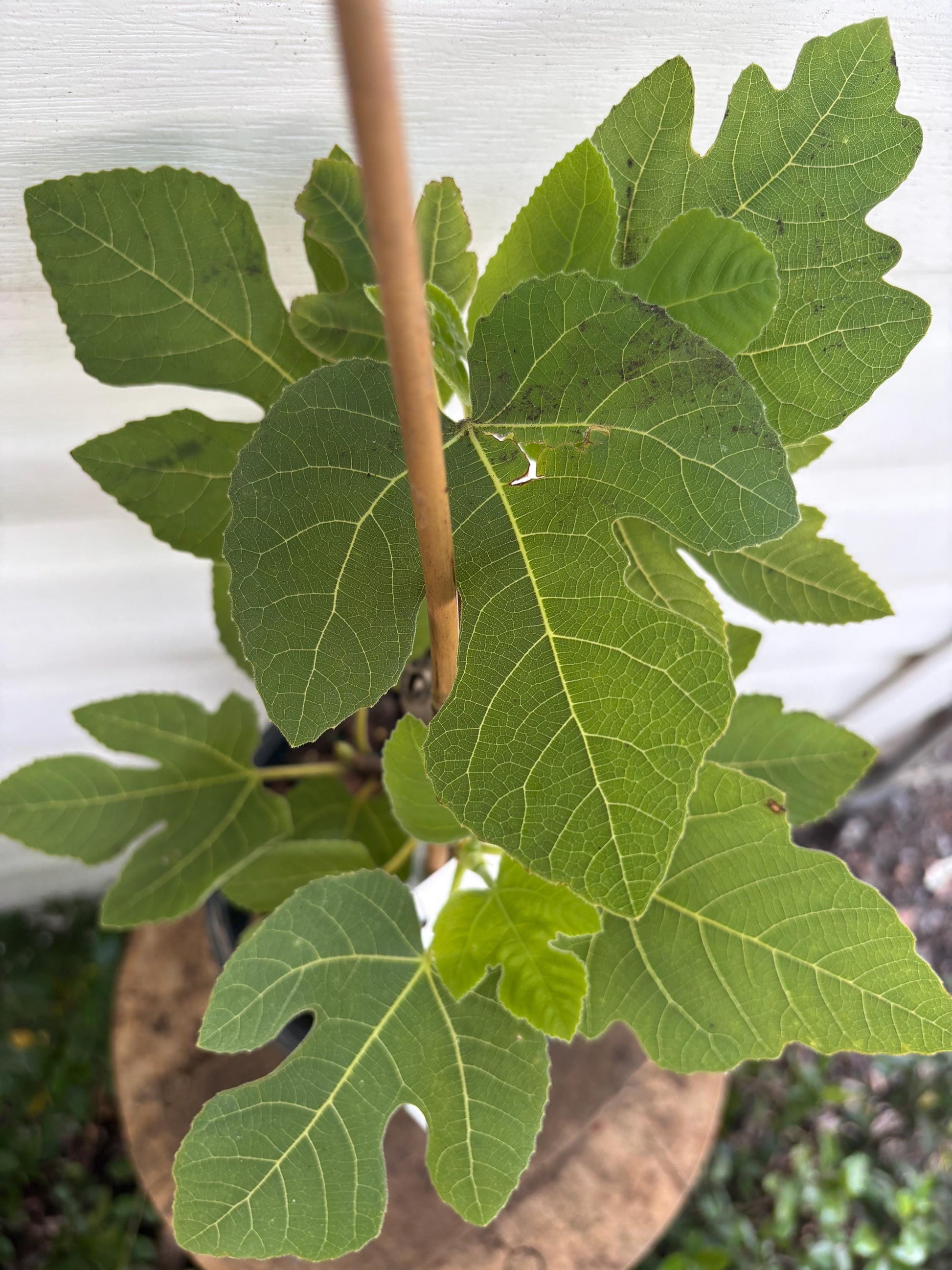 Brown Turkey Fig