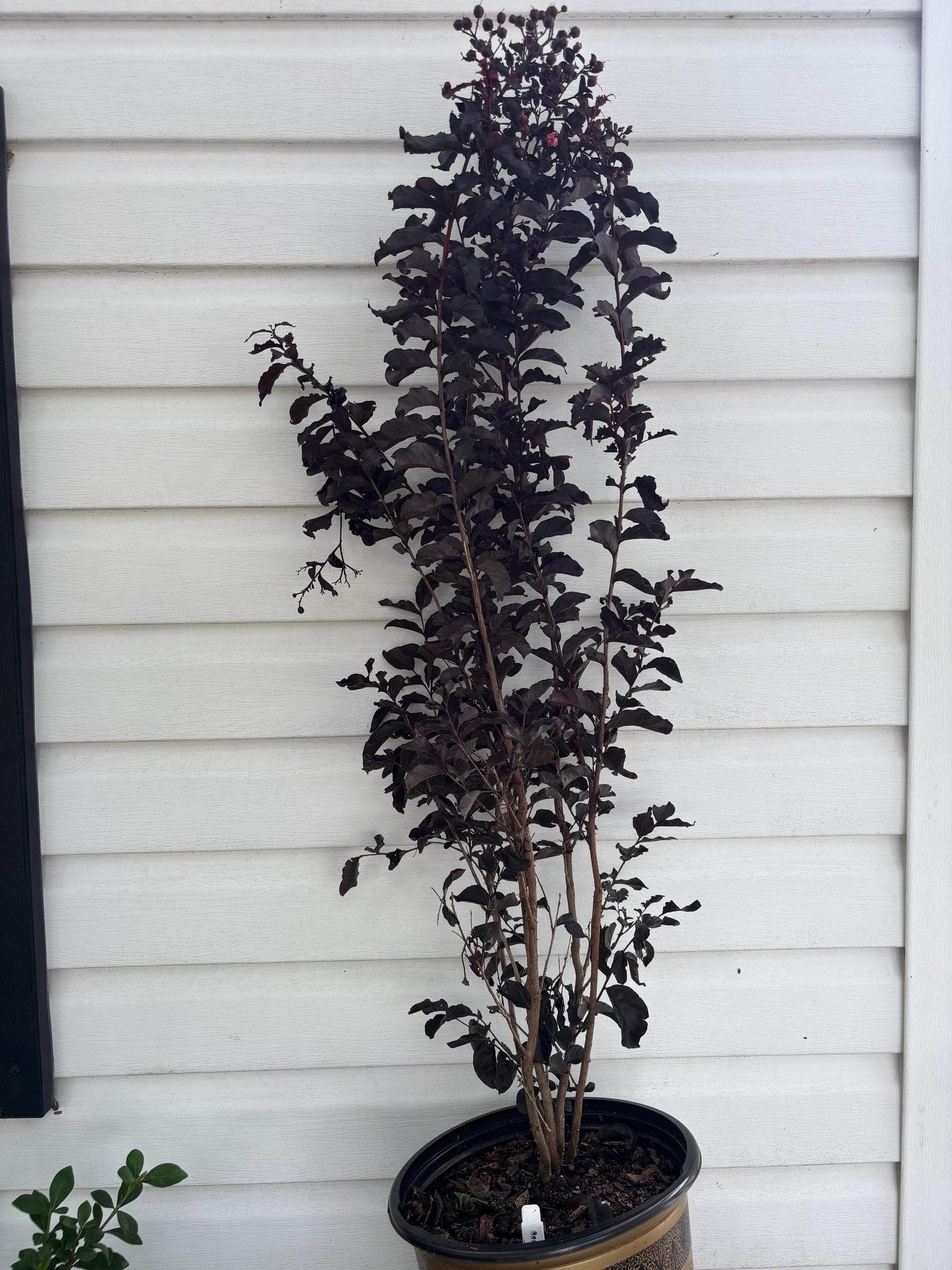 Black Diamond Crepe Myrtle