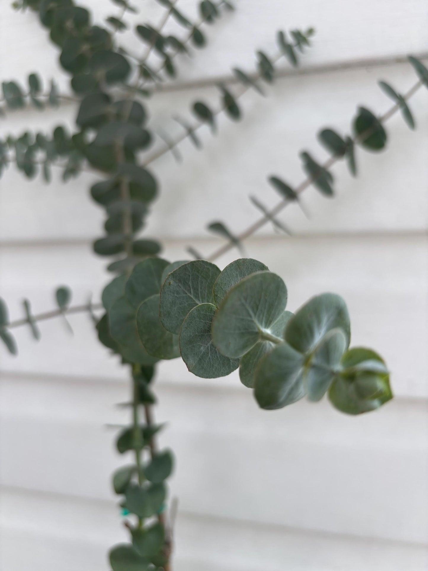 Baby Blue Eucalyptus