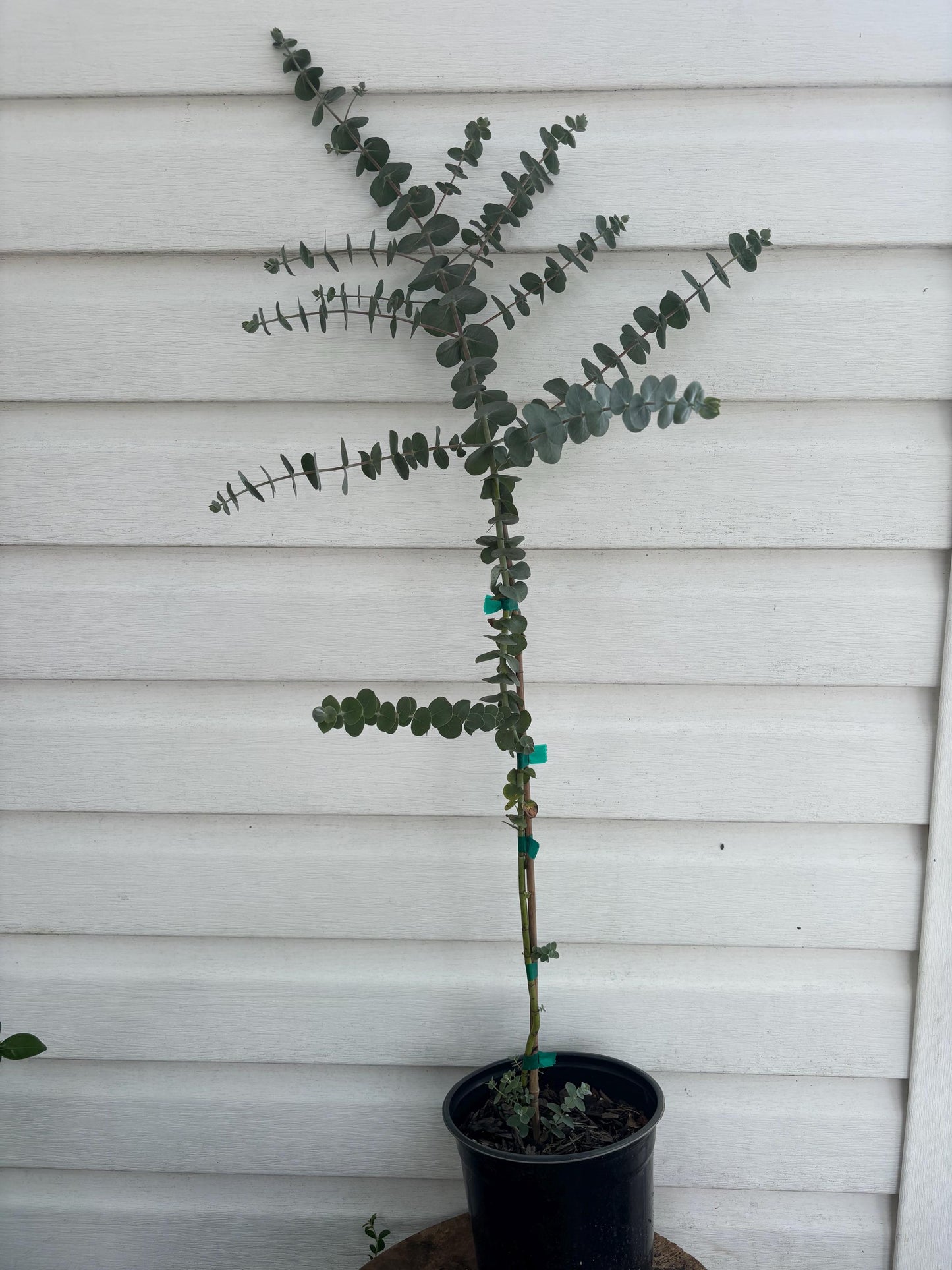 Baby Blue Eucalyptus