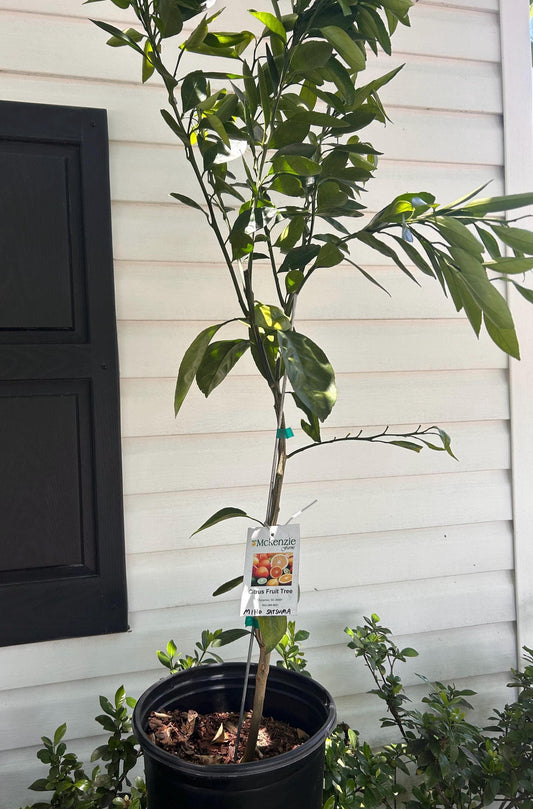 3 Gal. Miho Satsuma