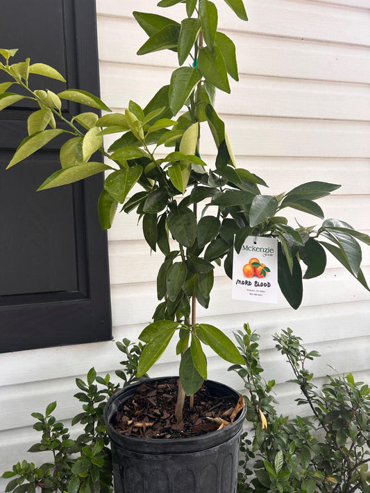 2 Gallon Moro Blood Orange