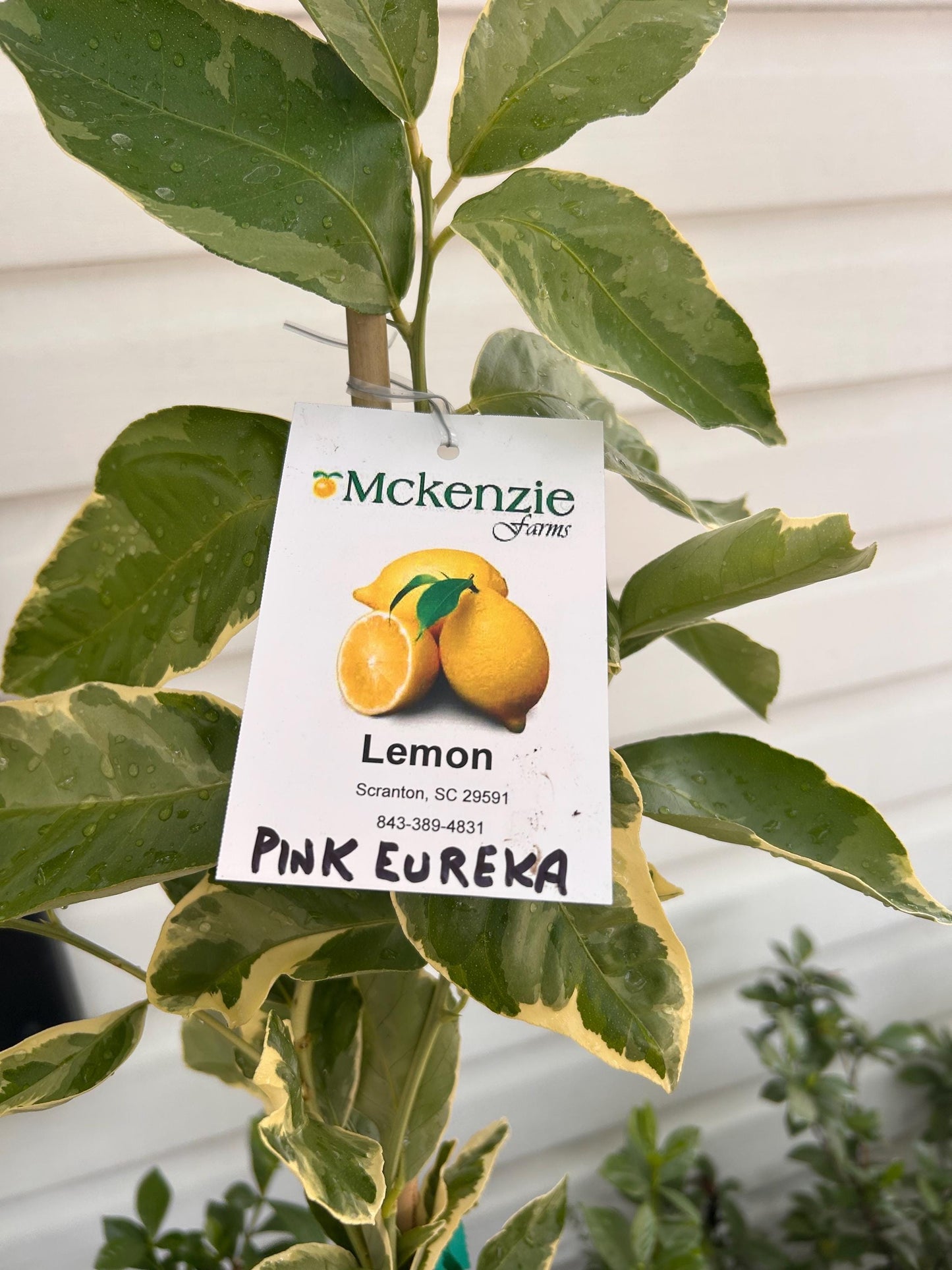 2 Gallon Pink Eureka Lemon