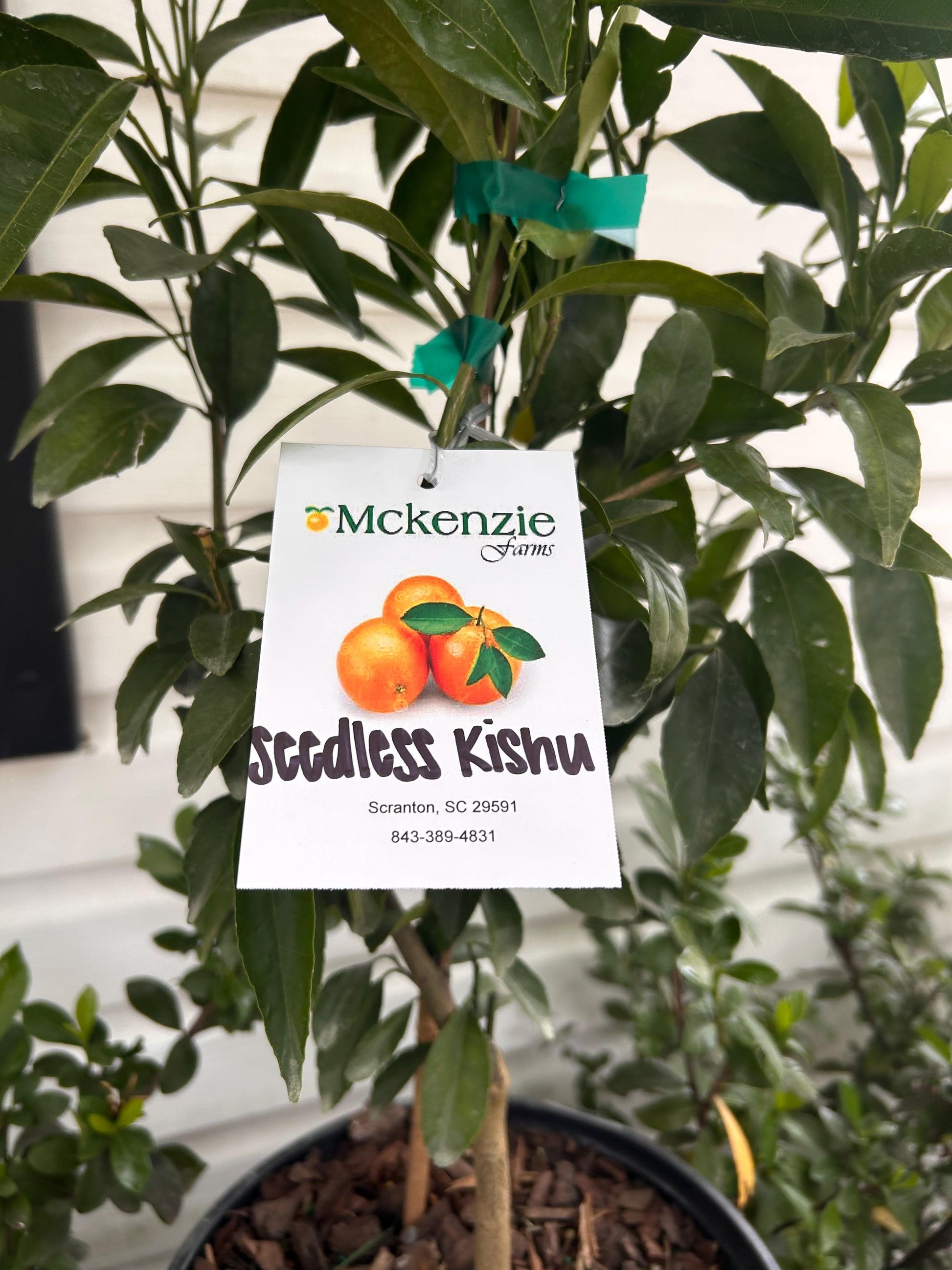 2 Gal. Seedless Kishu Mandarin