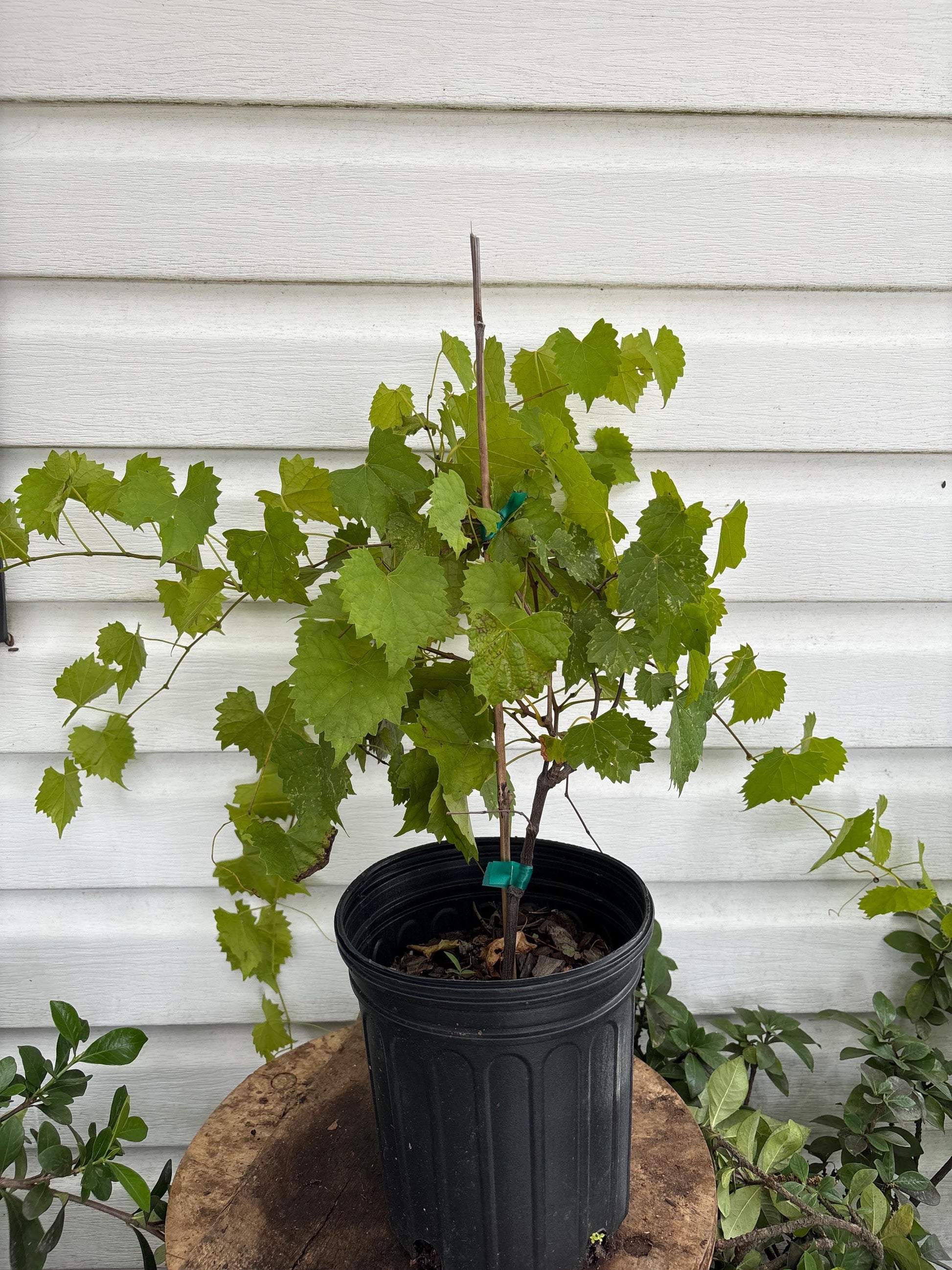Carlos Muscadine Vine