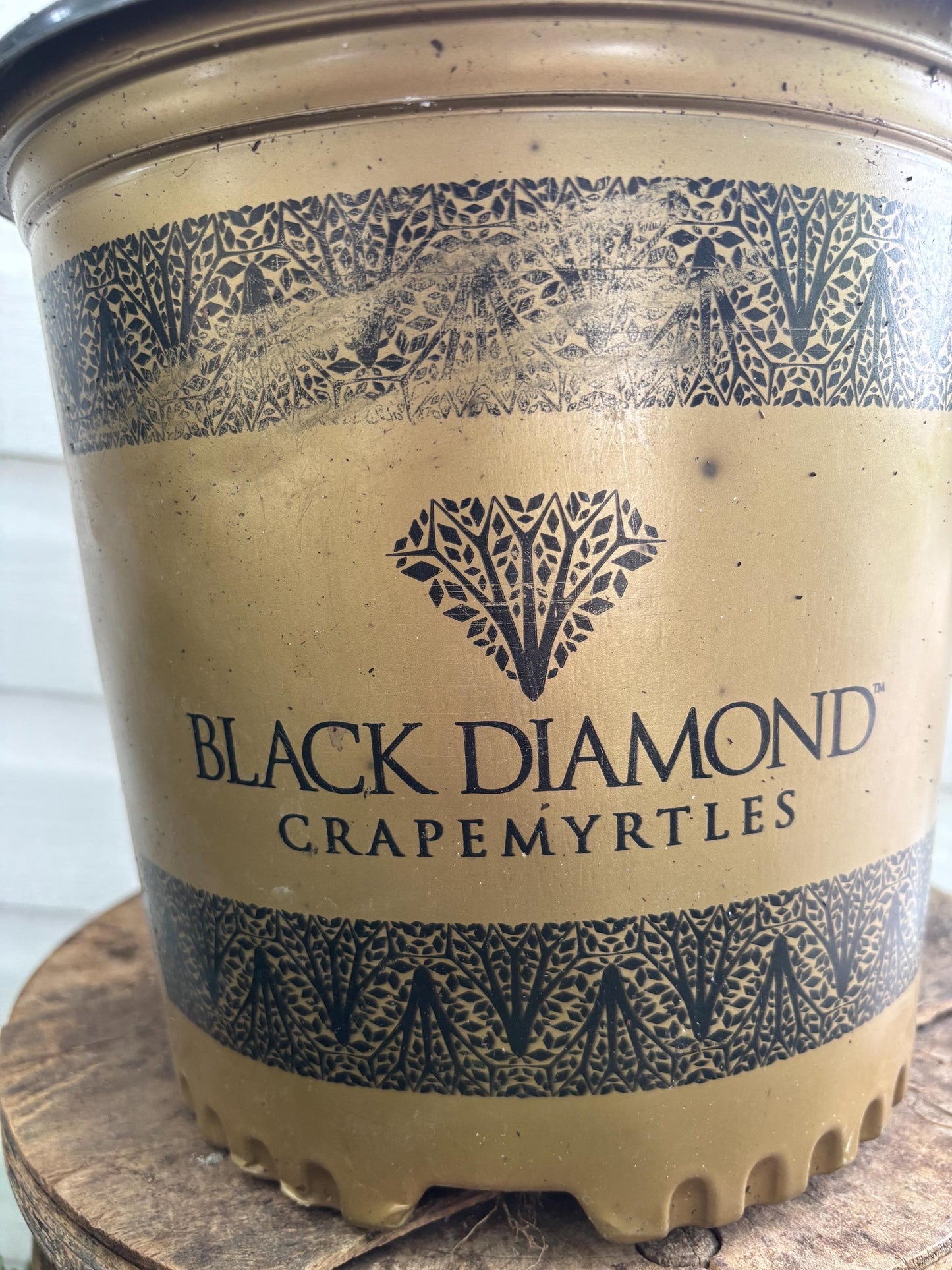 Black Diamond Crepe Myrtle